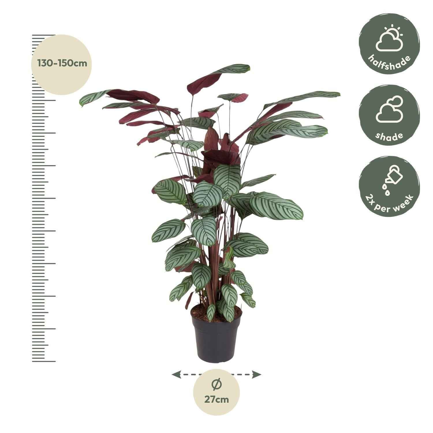 Image of Korbmarante Calathea Oppenheimiana – Zimmerpflanze – Ø27cm ↕130cm – Exotisches Blattmuster & violette Unterseite – Pflegeleicht & luftreinigend-1