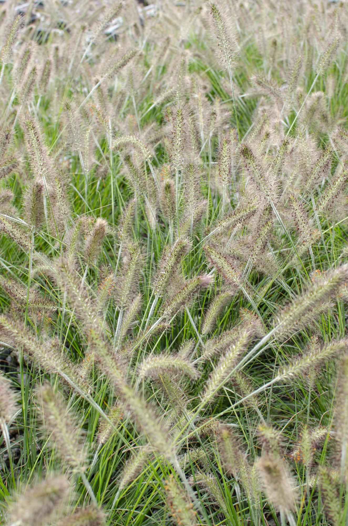 Image of Lampenputzergras Pennisetum alopecuroides Hameln 30cm 14cm winterhart dekoratives Ziergras für Garten Balkon Terrasse Beet Kiesgarten pflegeleicht