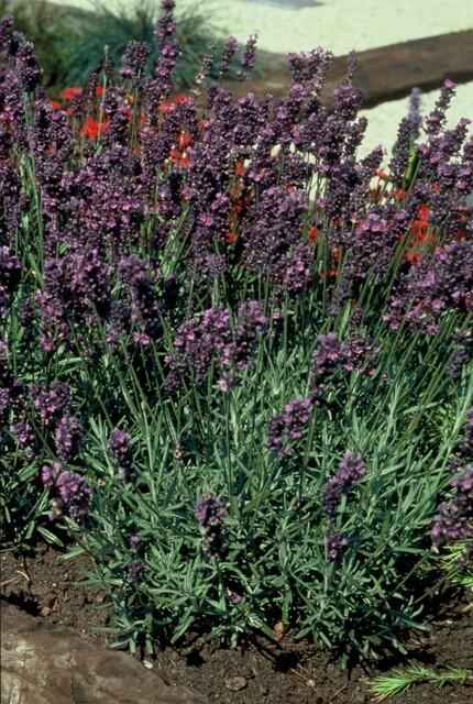 Image of Lavendel Lavandula angustifolia 'Munstead' – ↕10-25cm – Ø9cm – 6 Pflanzen – Kompakter Duft-3