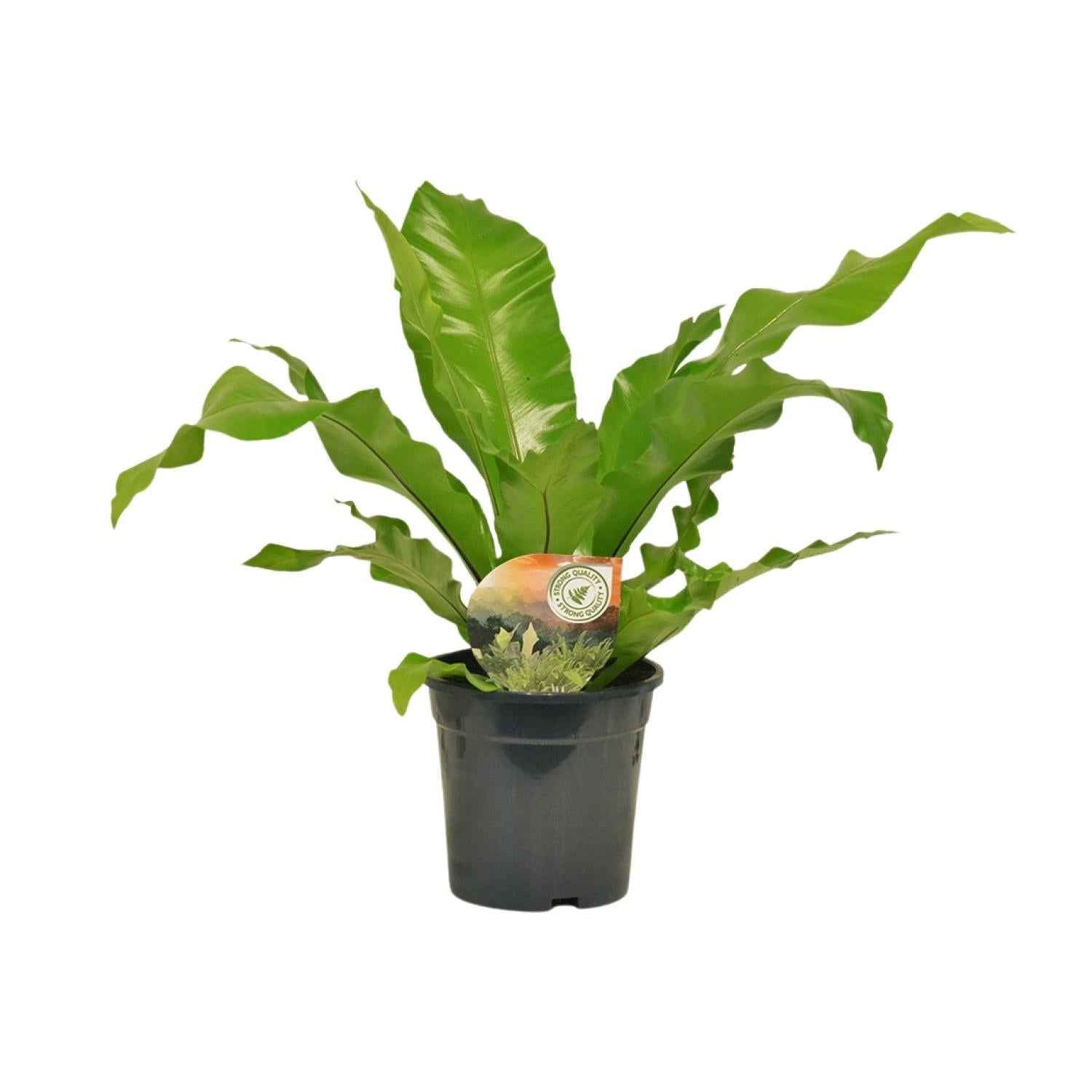 Image of Nestfarn Asplenium Nidus – Ø17cm – Höhe 60cm – Pflegeleichte Zimmerpflanze mit dekorativen Farnwedeln