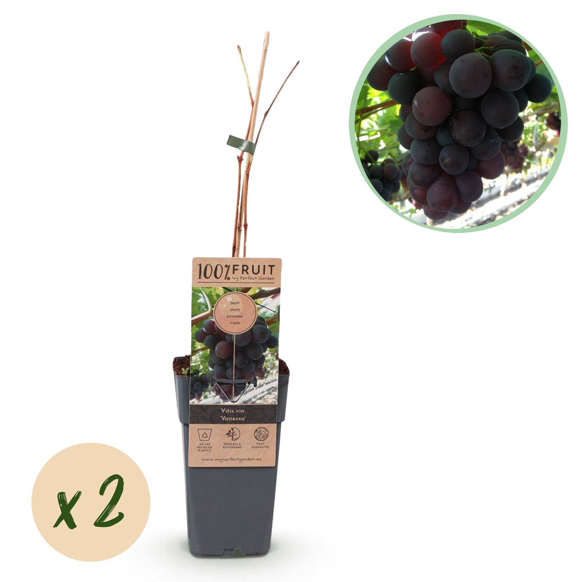 Image of Weinrebe – Vitis vinifera Himrod – Kernlose Trauben – 2 Pflanzen – Obstpflanze – 15cm – Höhe 50cm-0