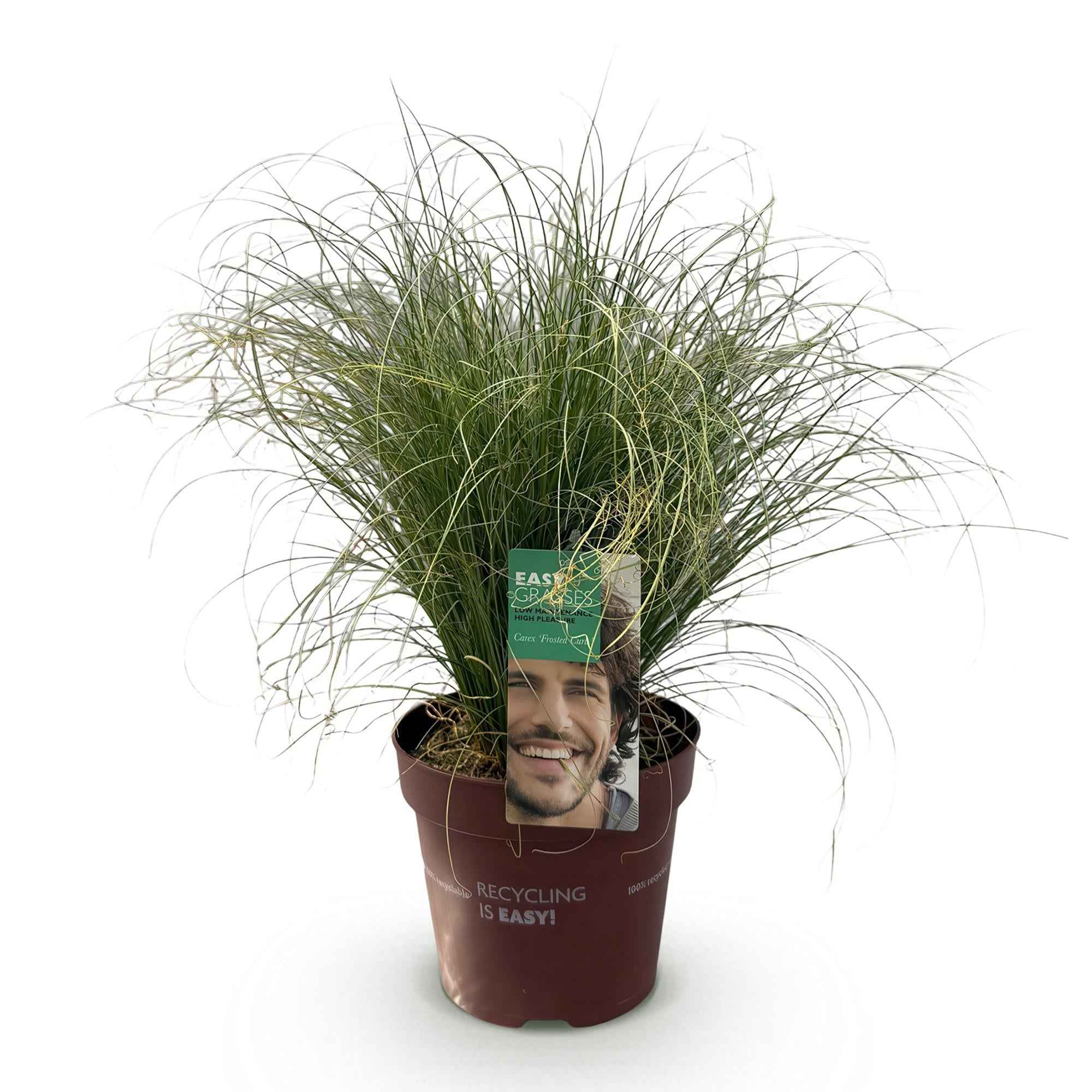 Image of Ziergras Segge Carex comans Frosted Curls – Grün mit silbrigem Schimmer – Immergrün & winterhart – Höhe ca. 50cm – 17cm-0
