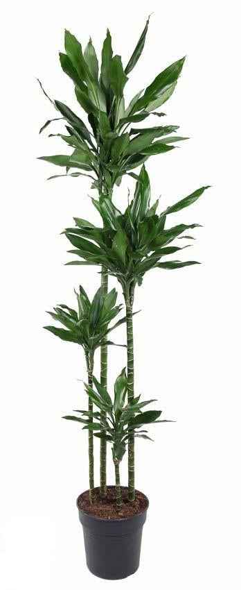 Image of Dracaena Janet Lind – 180cm – große Zimmerpflanze – Luftreinigende Grünpflanze für Zimmer & Büro – Pflegeleicht & langlebig-0
