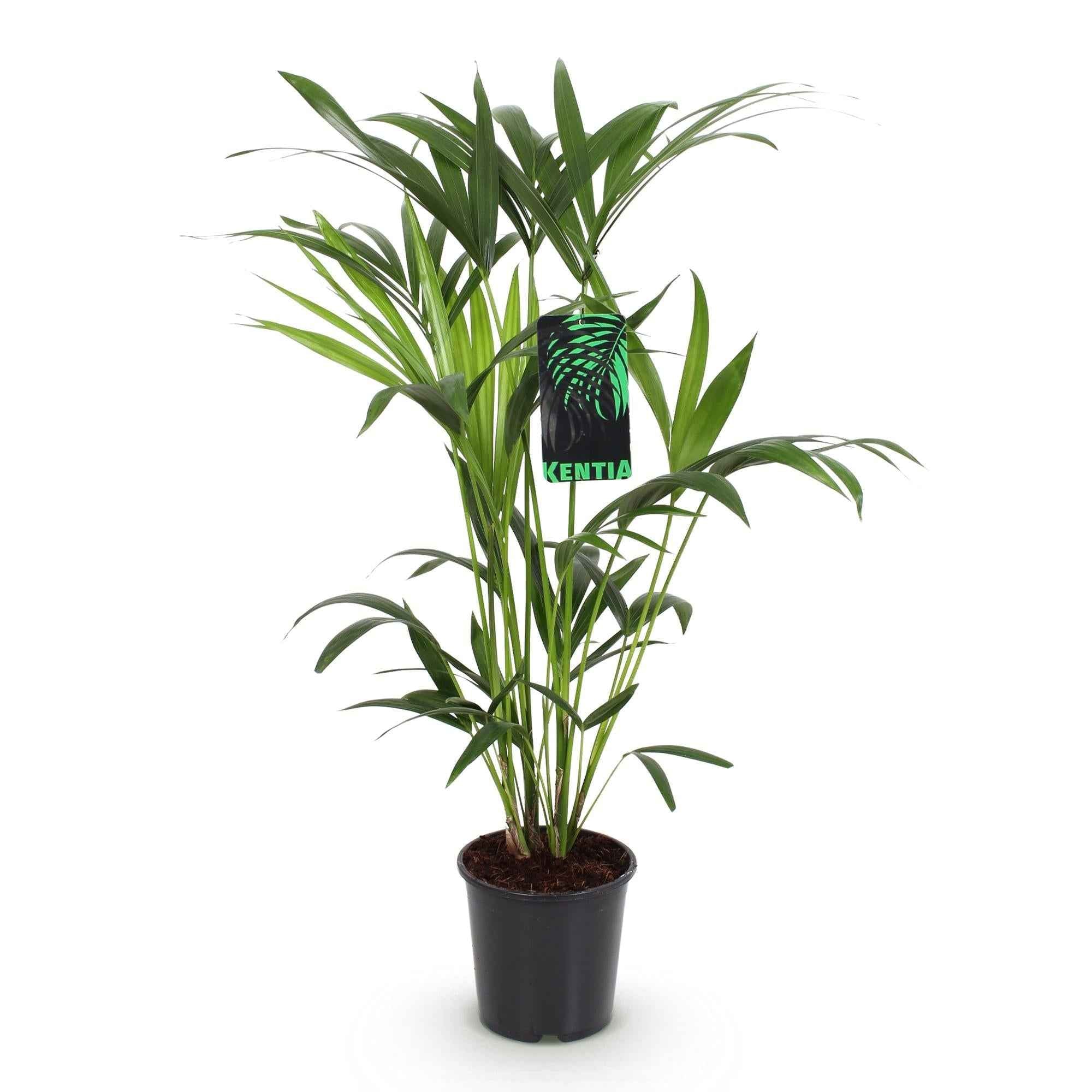 Image of Howea Forsteriana – Kentia – Palme – 80-85cm – 19cm – Pflegeleichte Zimmerpalme mit eleganten Wedeln-0