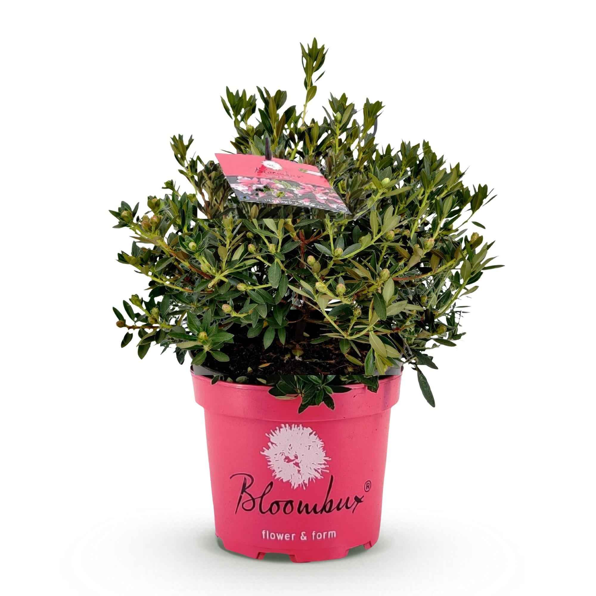 Image of Rhododendron Bloombux Magenta – Zwerg-Rhododendron als Buchsbaum-Ersatz – Winterharte Gartenpflanze mit pinken Blüten – 23cm