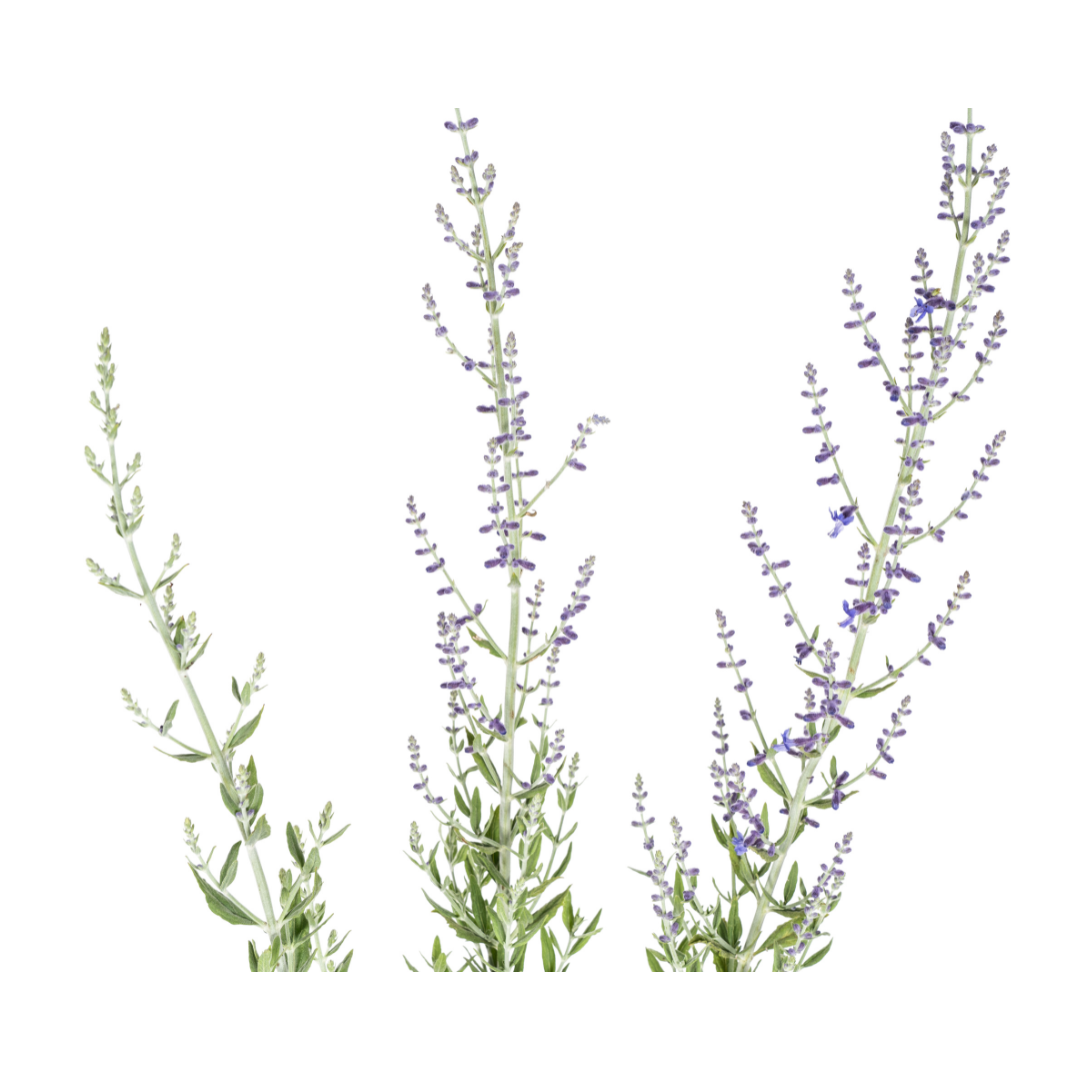 Image of Perovskia atriplicifolia – Blauraute – Ø19cm – ↕50–60cm – Lavendelblaue Blüten – Aromatisches Ziergehölz für sonnige Beete & Steingärten-2