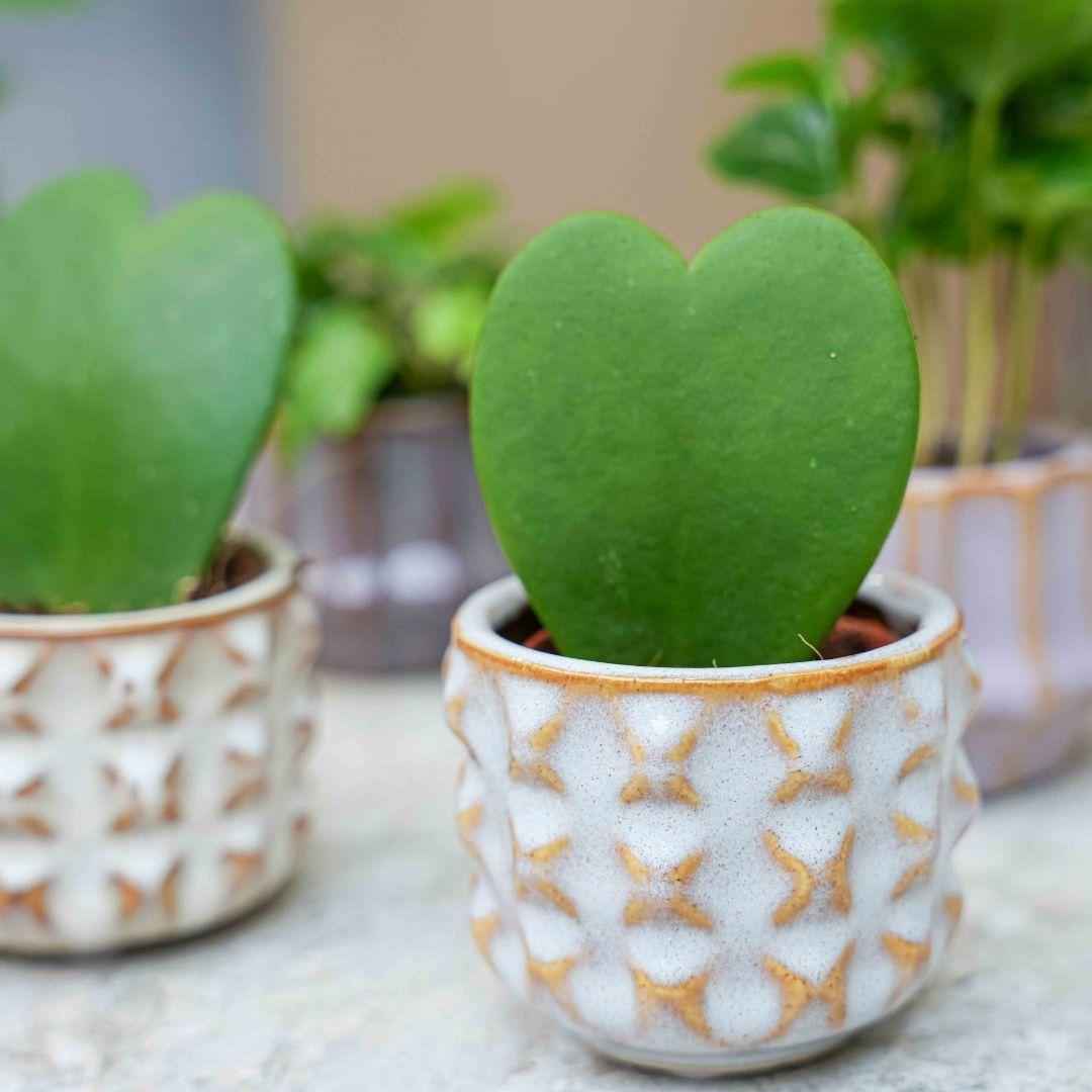Image of Mini Pflanzen Set 6 Stück im Keramik Topf Set San Juan Ø6cm – Kaktus Mix mit Sukkulenten & Grünpflanzen – inklusive Hoya Kerrii