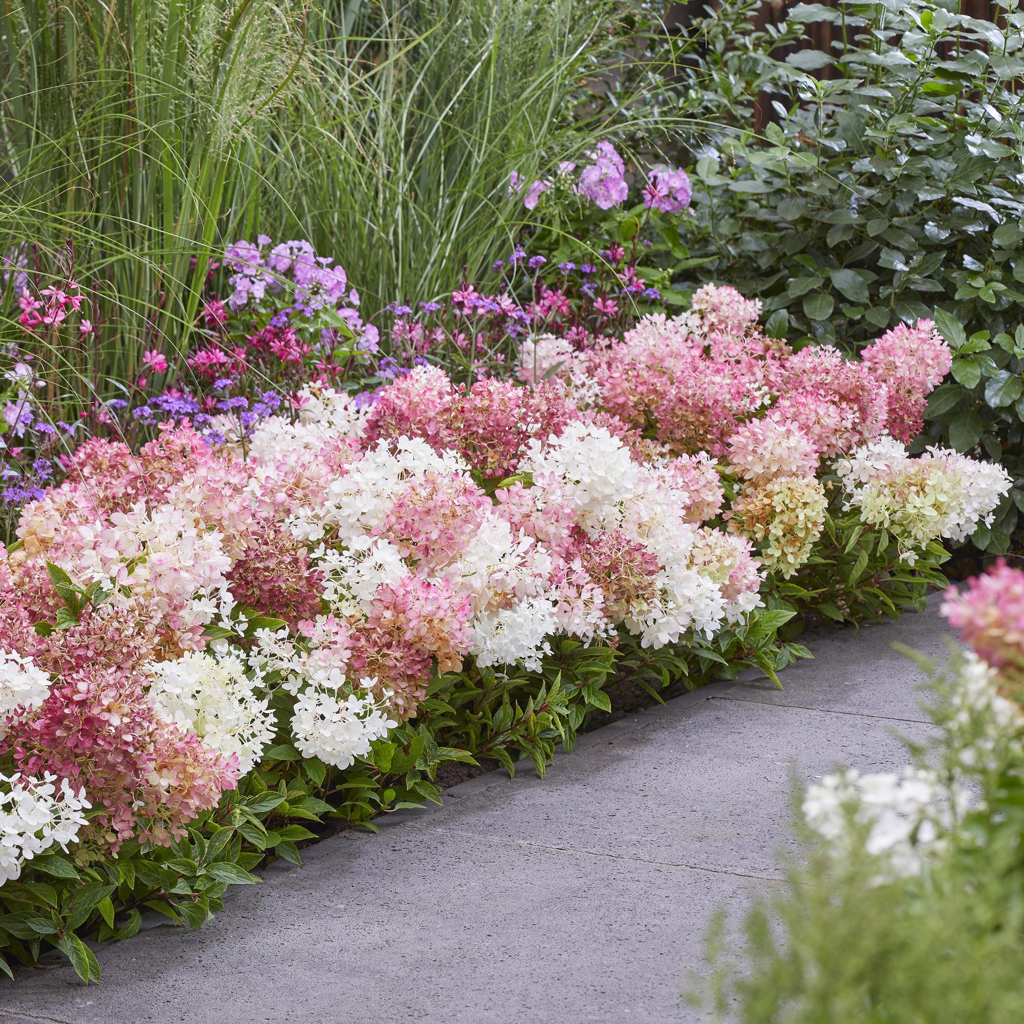 Image of Rispenhortensie Hydrangea paniculata Groundbreaker Blush winterhart rosa 20cm 14cm für Garten Balkon Terrasse Beet bienenfreundlich pflegeleicht-4