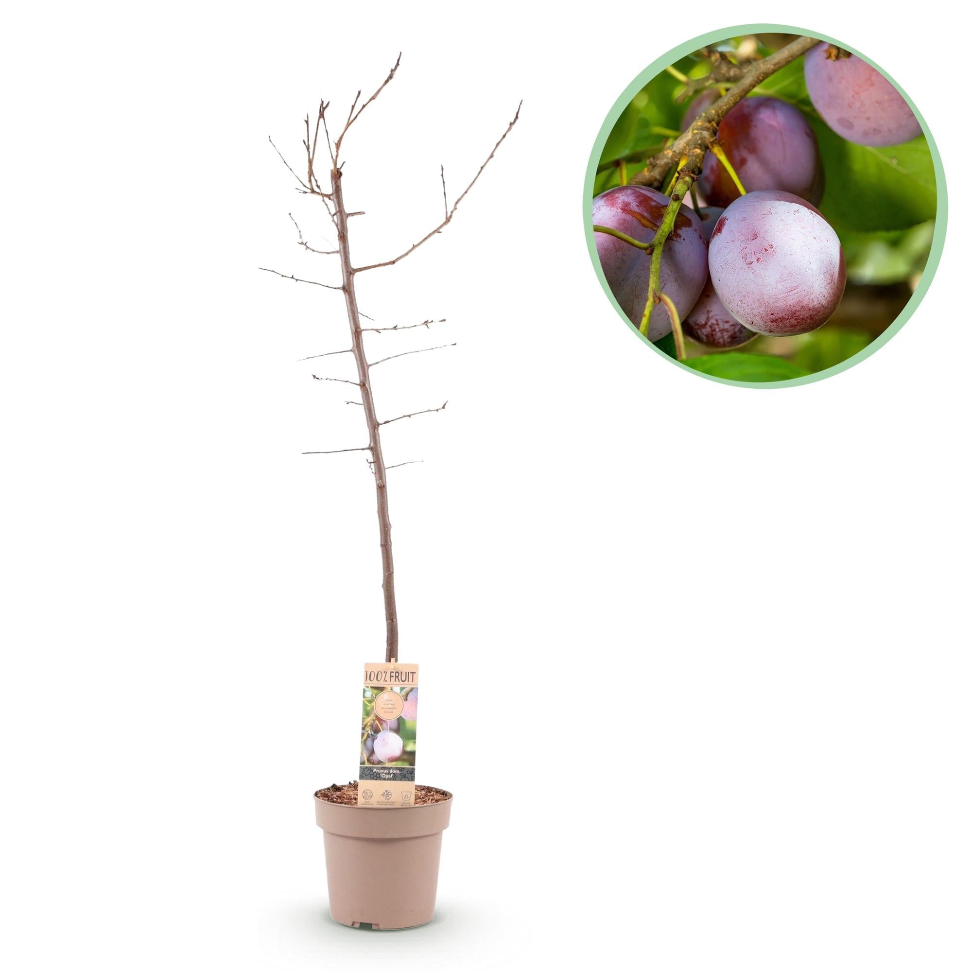 Image of Pflaumenbaum – Prunus domestica 'Opal' – ca. 90cm hoch – Topf Ø21cm – gelb – rote Früchte – selbstfruchtend & ertragreich-0