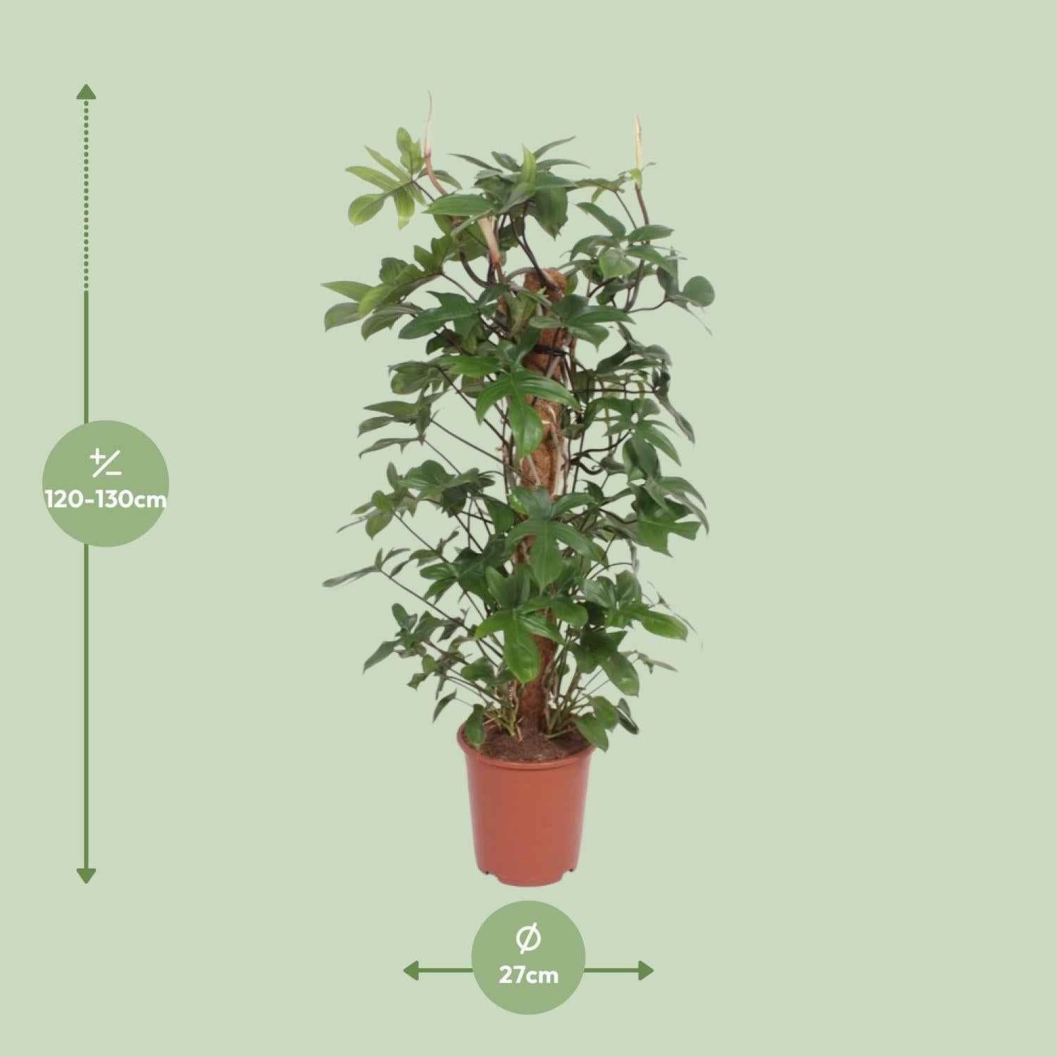 Image of Baumfreund – Philodendron Pedatum – Zimmerpflanze – Ø27cm – ↕130cm – Pflegeleicht – Tropisches Flair – Luftreinigend