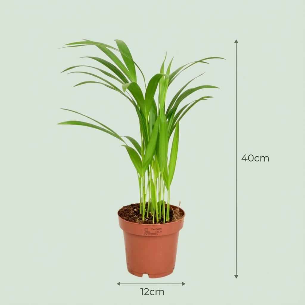 Image of Areca Palme Areca Dypsis Lutescens Ø12cm Höhe40cm – Goldfruchtpalme mit gefiederten Blättern – Luftreinigende Zimmerpflanze für Wohnraum & Büro-3
