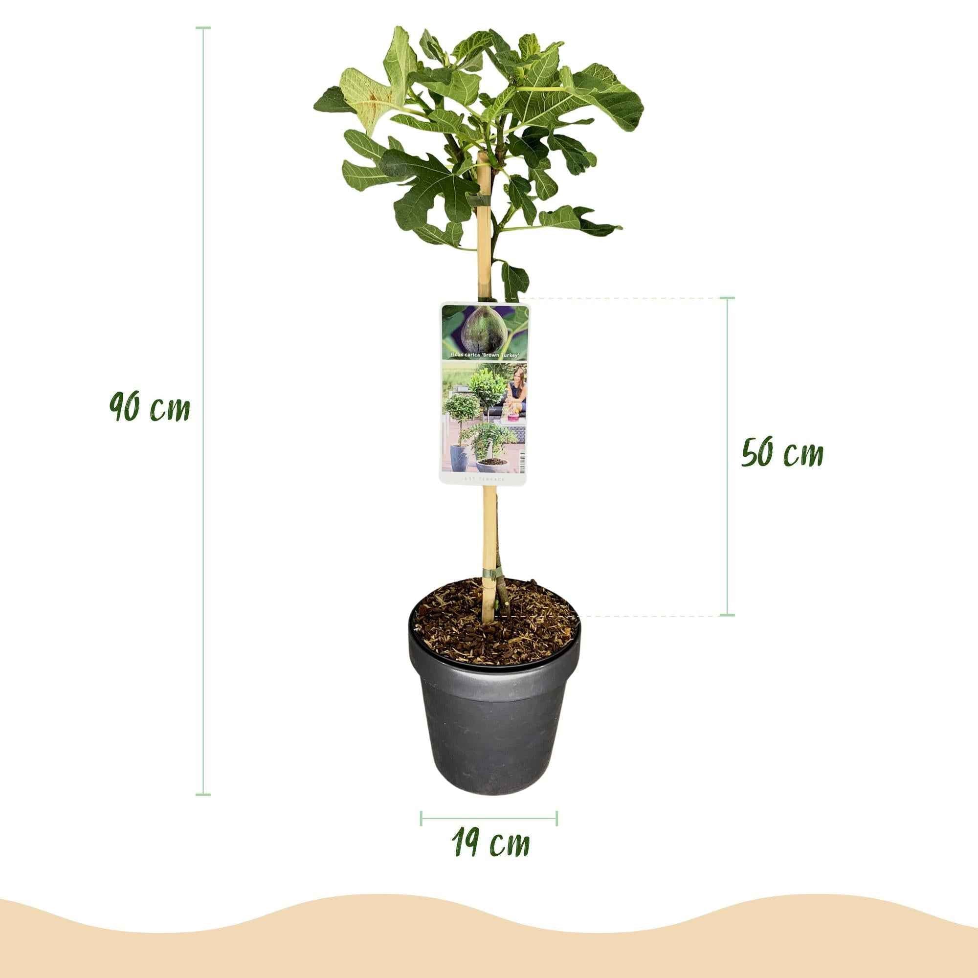 Image of Feigenbaum Ficus carica 'Brown Turkey' – Stamm – Pflanze – Höhe ca. 90cm – Ø19cm – Obstpflanze für Terrasse & Garten – Essbare Früchte-2