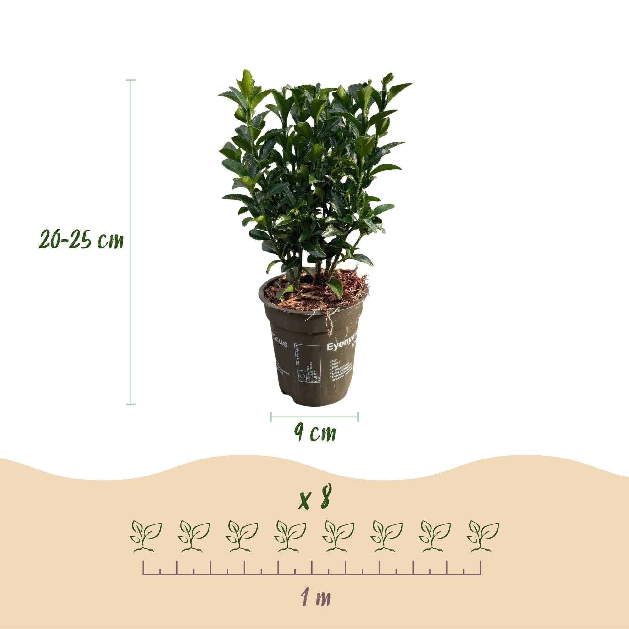 Image of Euonymus japonicus Green Spire – 8 Pflanzen für 1 Meter Hecke – Immergrüner Japanischer Spindelstrauch – 20-25cm hoch im 9cm Topf-3