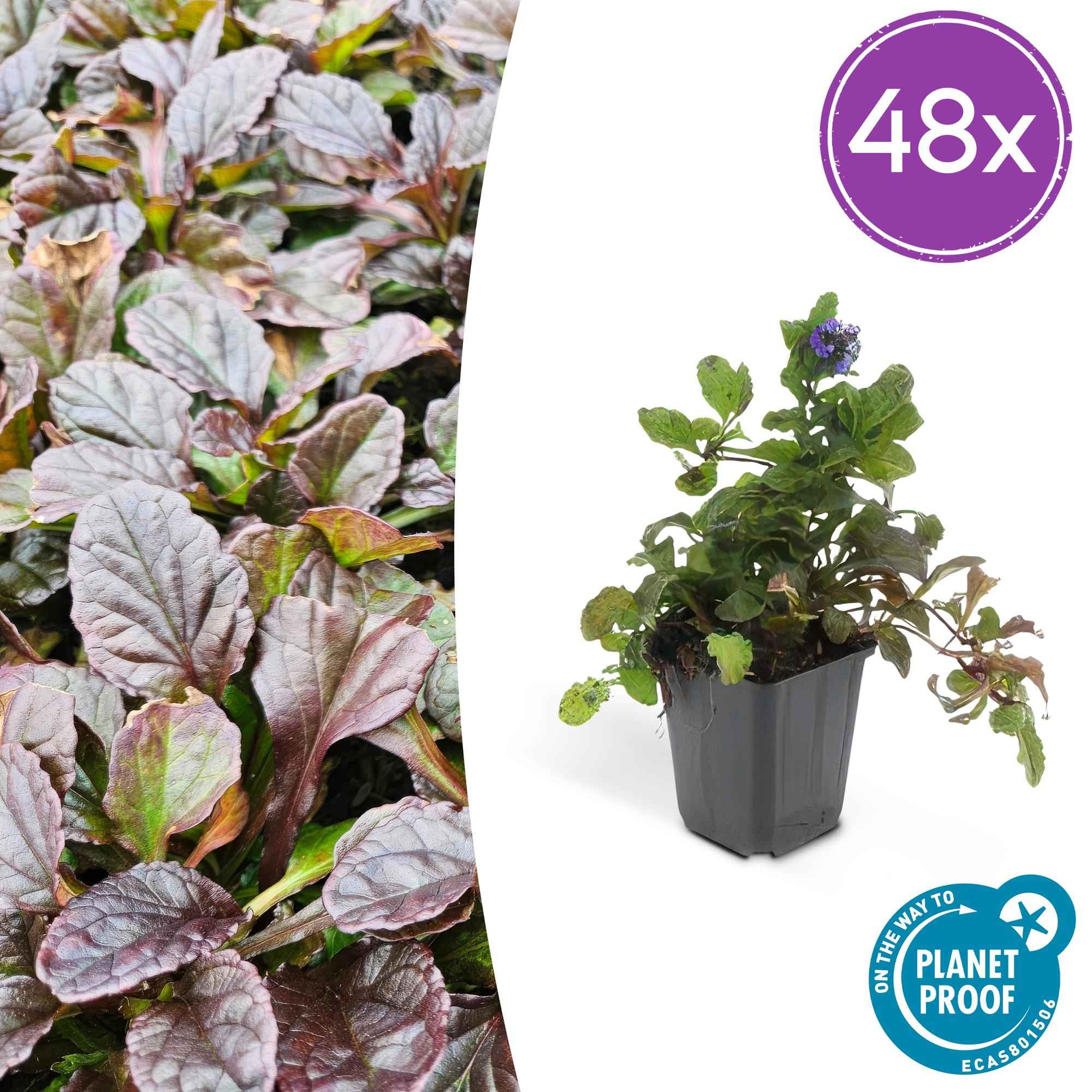 Image of Ajuga reptans – 48 Pflanzen – ↕10-25cm – Ø9cm – Kriechender Günsel – Bodendecker – Halbschatten & Schatten – Pflegeleicht – Bienenfreundlich-4