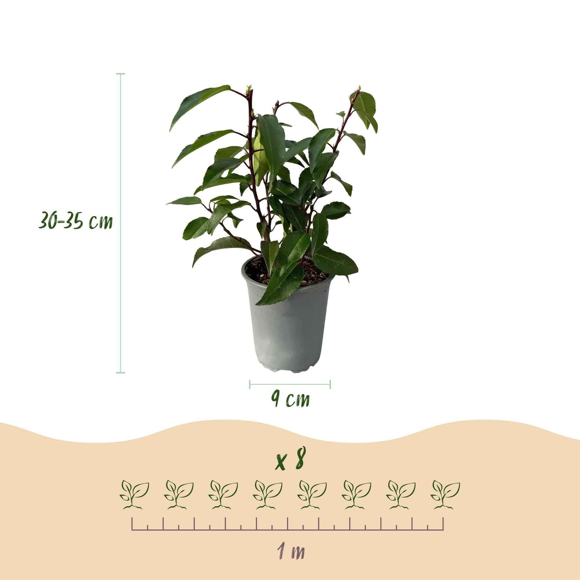Image of Prunus lusitanica Angustifolia – Chickasa – Pflaume – Immergrüne Heckenpflanze – Blatt Grün – 9cm x H30-35cm – pflegeleicht – 8 Pflanzen-2