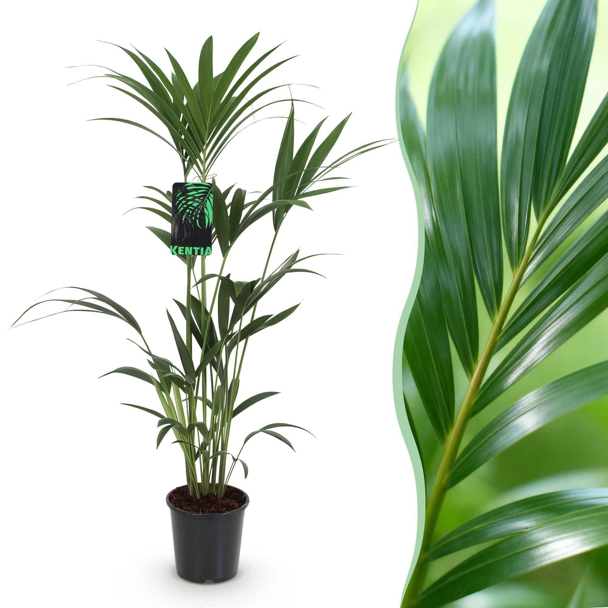 Image of Howea Forsteriana – Kentia – Palme – 120-130cm – 21cm – Pflegeleichte Zimmerpalme mit eleganten Wedeln-1