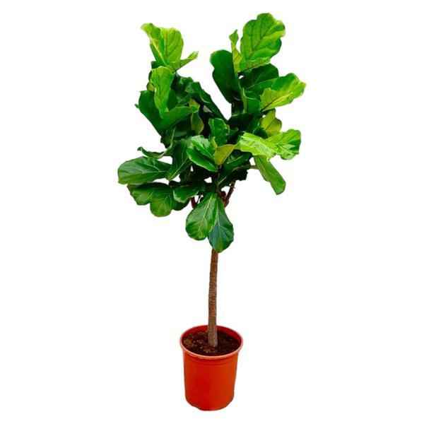Image of Ficus Lyrata – 160cm – Geigenfeige Ø27cm – Große Zimmerpflanze für Wohnzimmer & Büro – Grünpflanze mit XXL – Blättern – Pflegeleicht & dekorativ-0