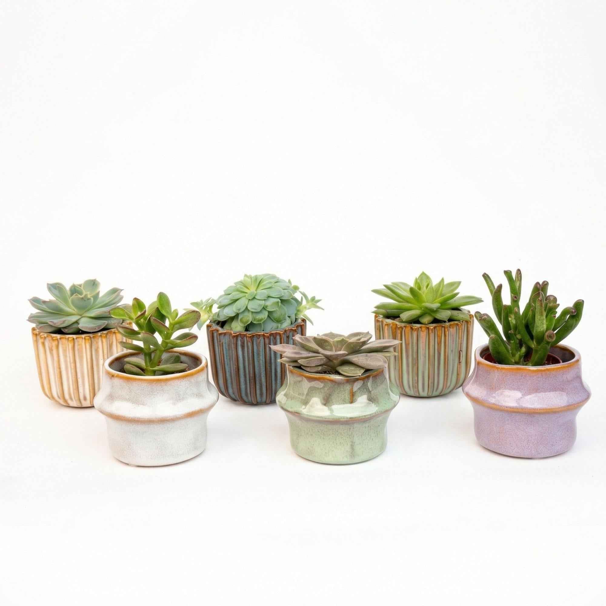 Image of Sukkulenten – Set 6 Stück mit Keramiktöpfen – Mini Sukkulenten 8-12cm – Barcelona Design Töpfe Ø7,2cm – pflegeleichte Zimmerpflanzen Deko-0
