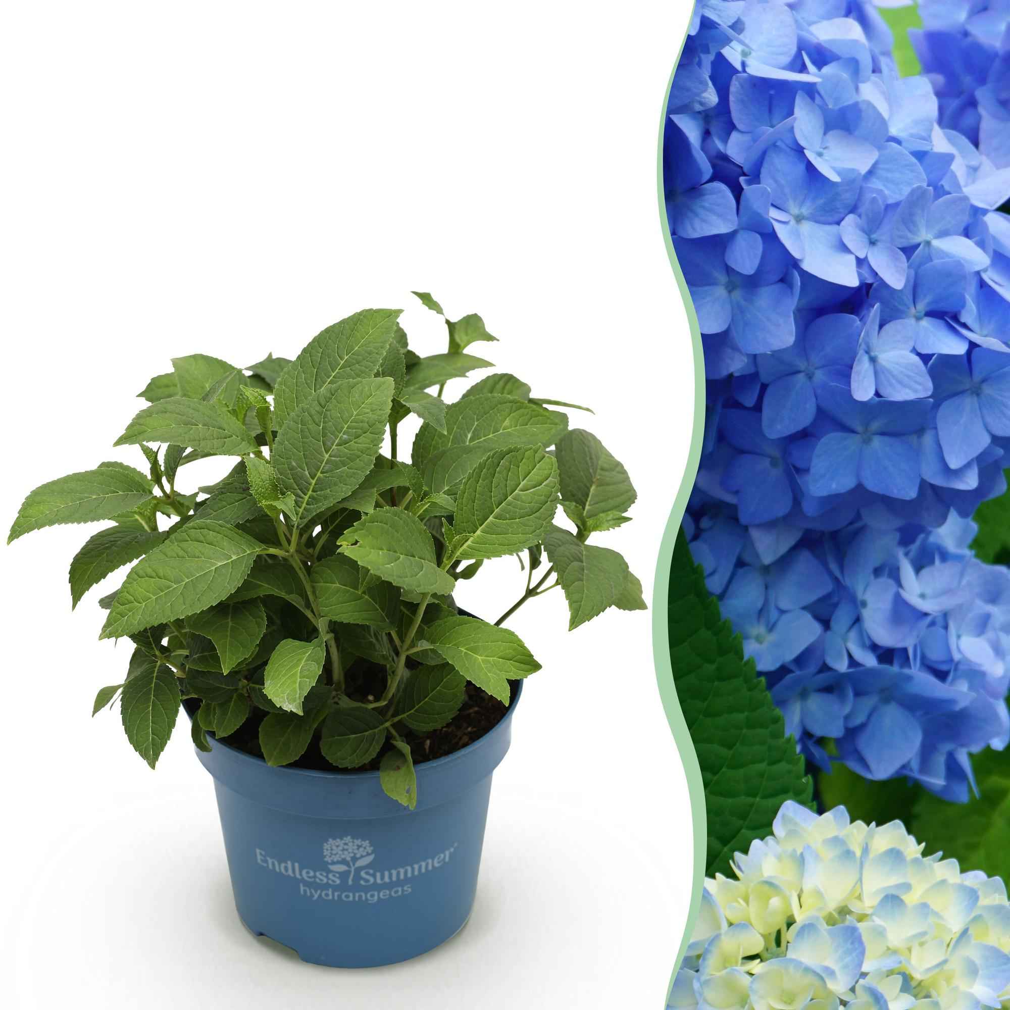 Image of Hortensie Hydrangea Endless Summer The Original Blue winterhart blau 20-25cm 14cm für Garten Balkon Terrasse Beet blühender Zierstrauch pflegeleicht-0