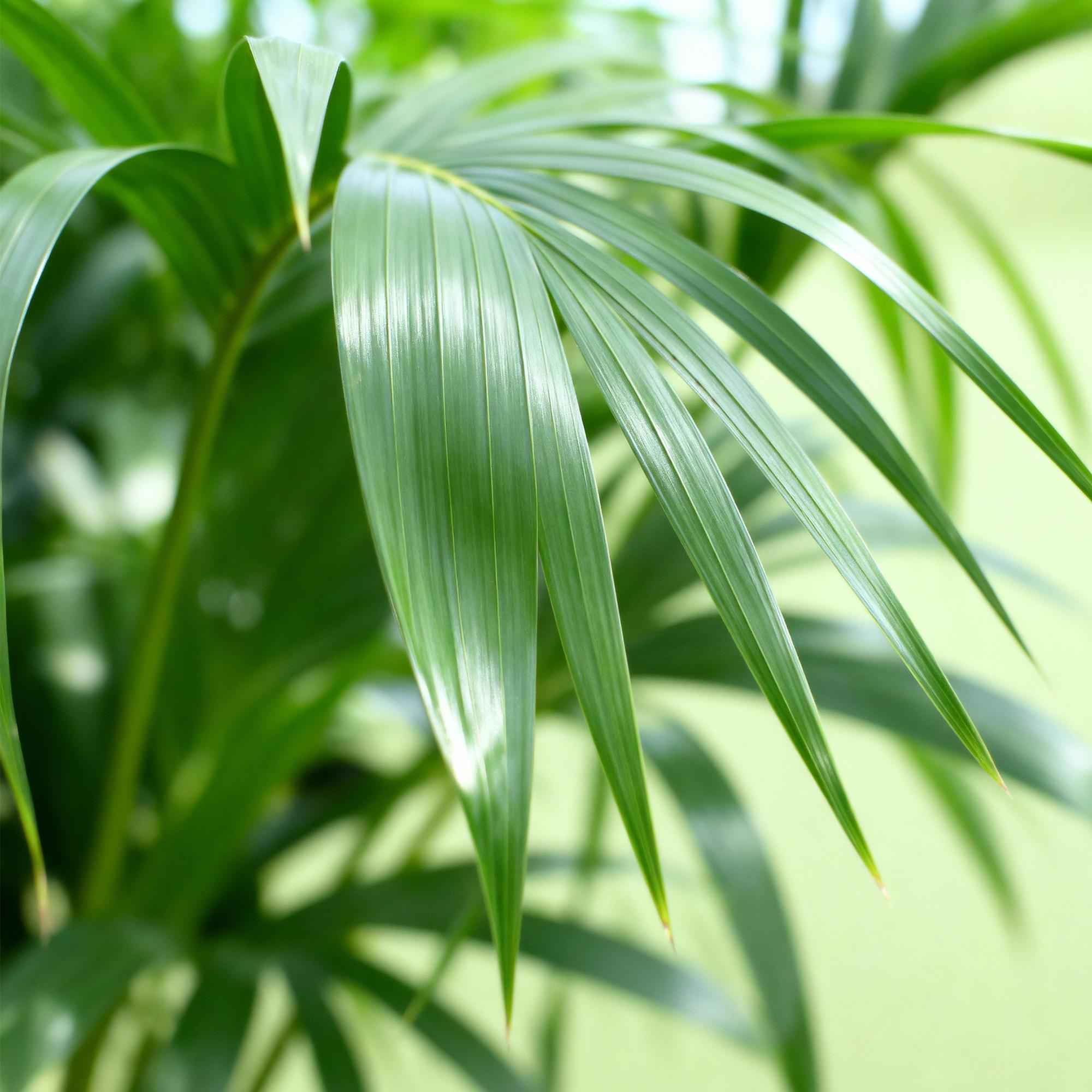 Image of Howea Forsteriana – Kentia – Palme – 70-75cm – 17cm – Pflegeleichte Zimmerpalme mit eleganten Wedeln-4