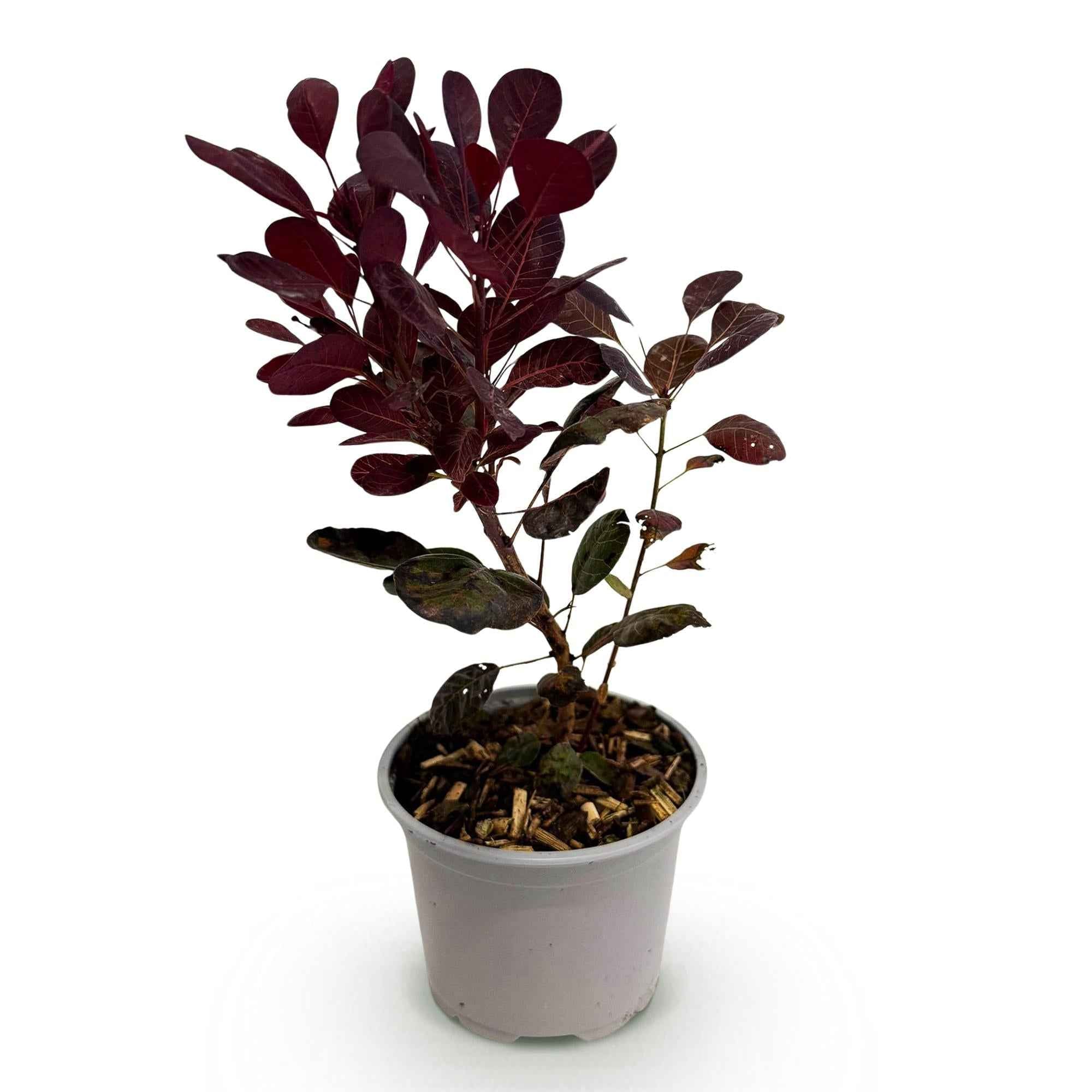 Image of Cotinus coggygria Lilla – 12cm – Höhe ca. 35cm – Purpurrotes Laub & lila Sommerblüte-1