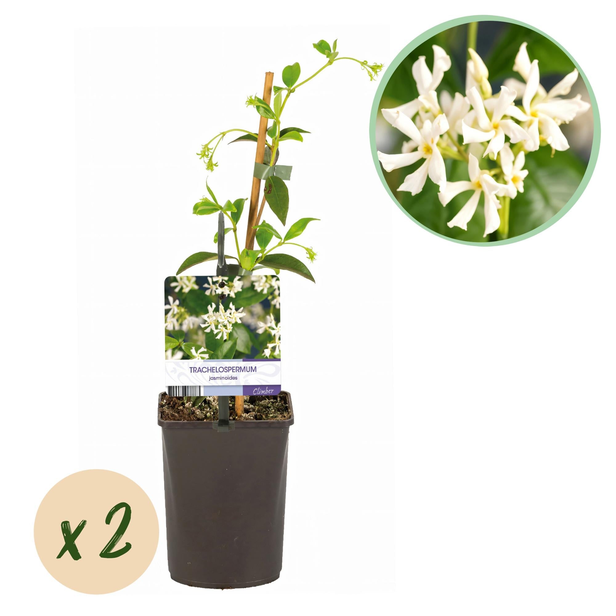 Image of Trachelospermum jasminoides – Toskanischer Sternjasmin – 2 Pflanzen 11cm – ca. 40cm hoch – Immergrüne duftende Kletterpflanze-1