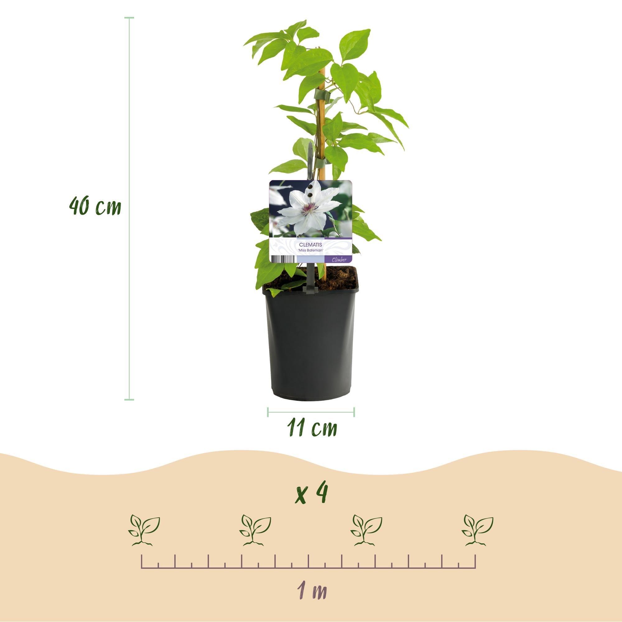 Image of Kletterpflanze Clematis Miss Bateman – Rosa – Weiße Blüten – Wenig Pflege – 2 Pflanzen – 11cm Höhe 40cm – Für Garten, Terrasse & Pergolen-4