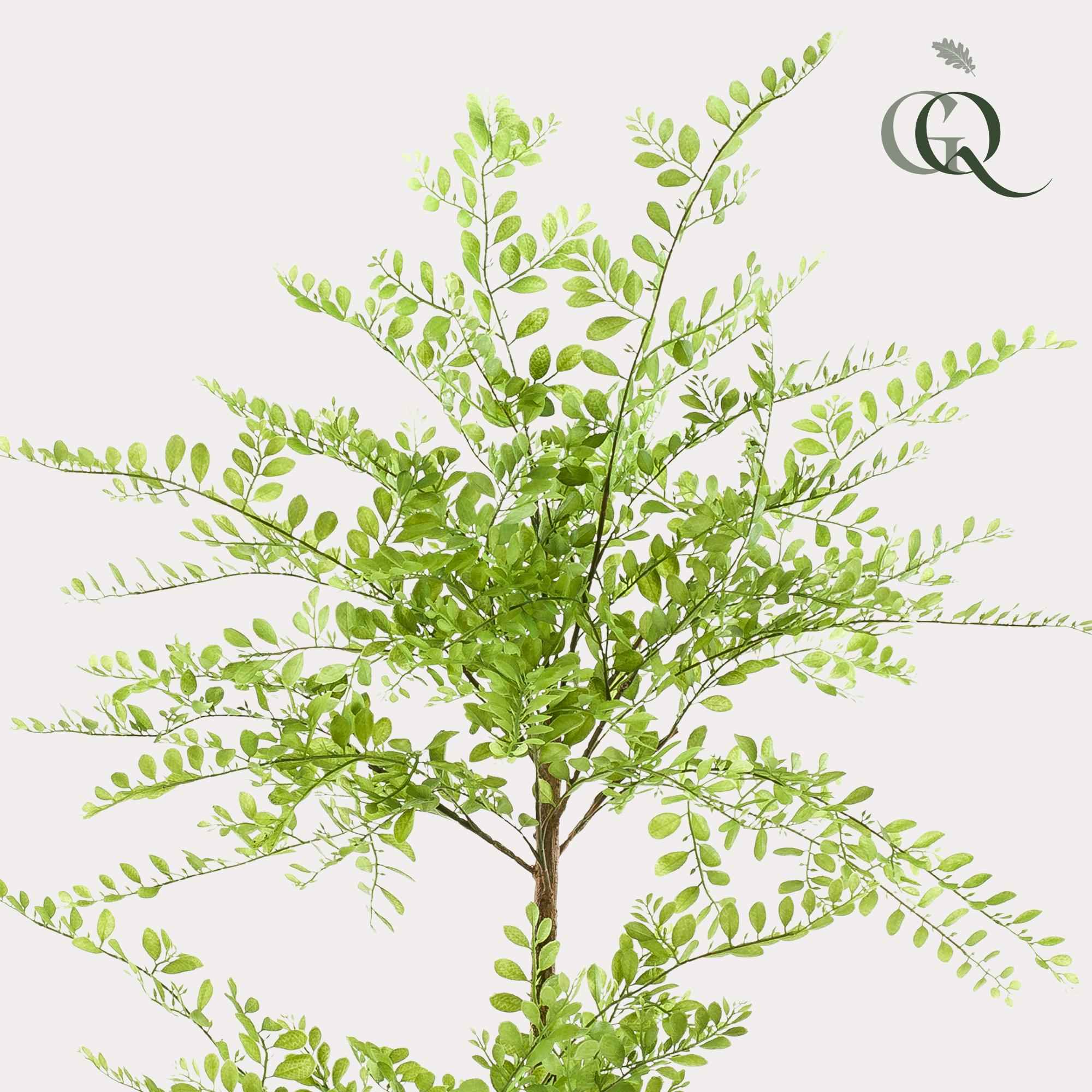 Image of Kunstpflanze Sophorabaum – Honigbaum – 140cm – Pflegeleichter Deko – Baum für Zuhause & Büro – Realistischer Look – Ideal für Wohnräume