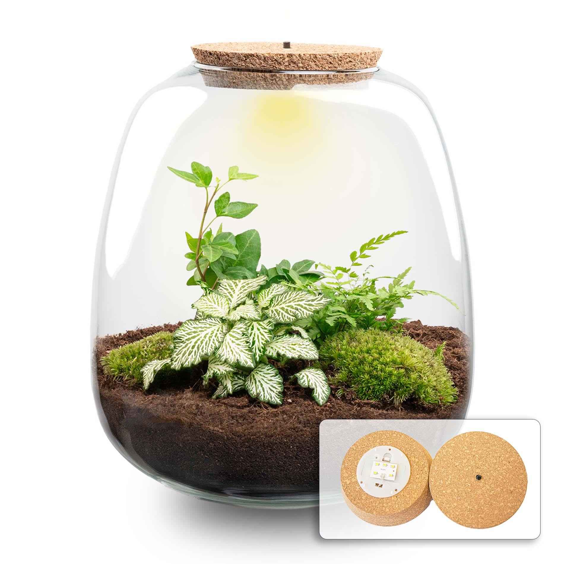 Image of Flaschengarten Pflanzenterrarium – Emma – Ø23xH25cm – DIY Bausatz mit LED – Kork & Pflanzenset Hedera White – Selbstversorgendes Mini-0