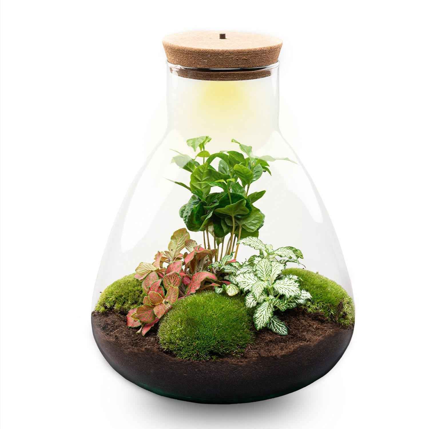 Image of Flaschengarten Sam mit LED – DIY Bausatz Terrarium – ↕30cm – Do – It – Yourself Pflanzen – Set mit LED – Beleuchtung & Korkdeckel-4