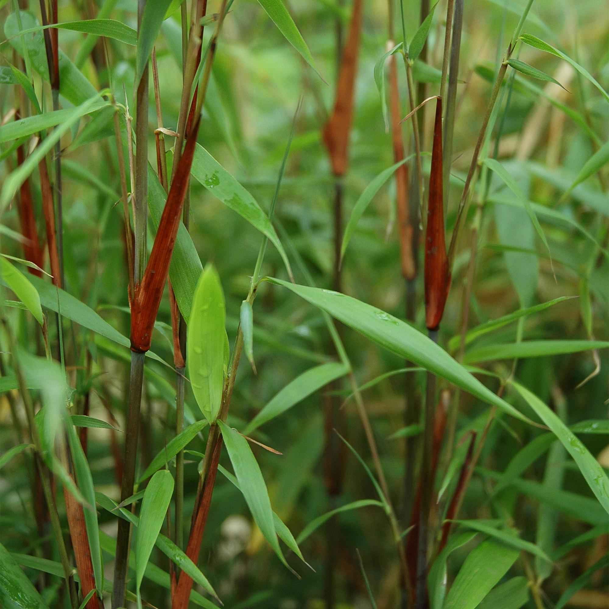 Image of Bambus Fargesia scabrida Asian Wonder, nicht ausbreitender immergrüner Gartenbambus, grüne Sichtschutz Pflanze für Hecke, Kübel, Terrasse und-3