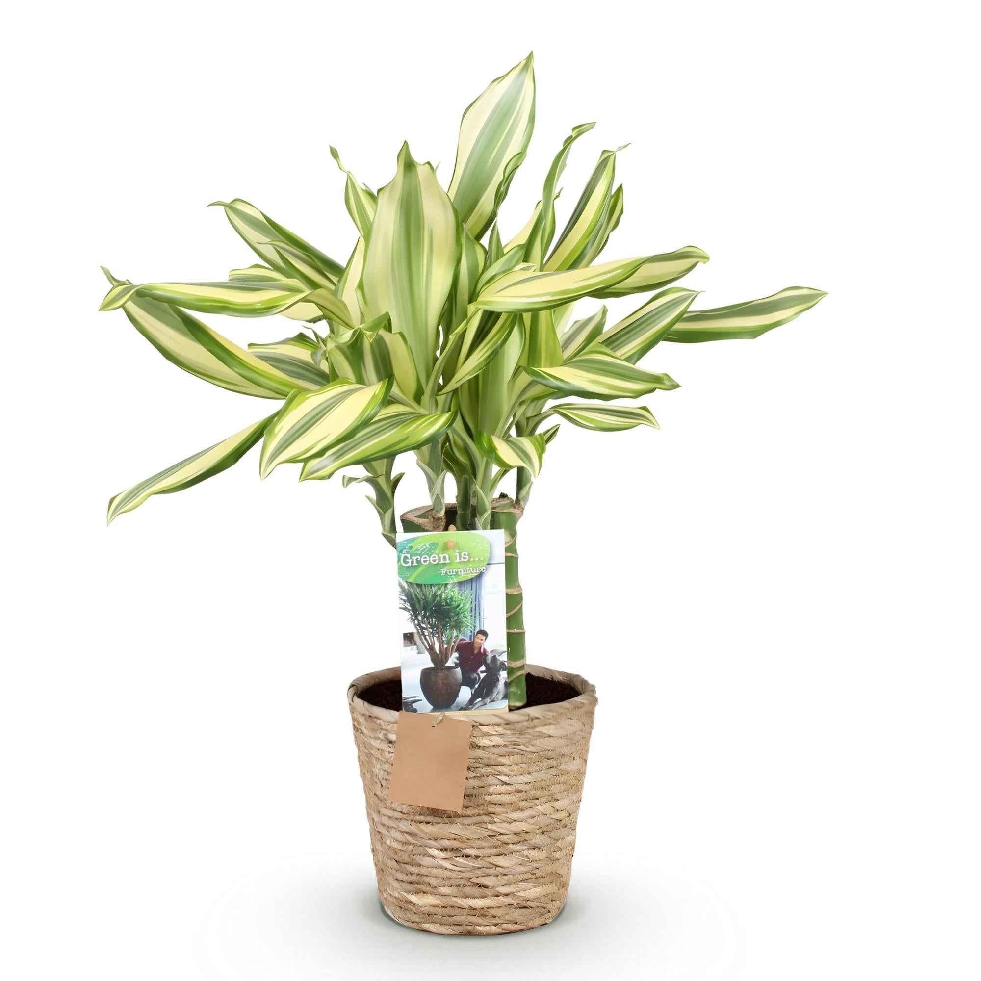 Image of Dracaena fragrans Diamond Dream – 50-55cm – 17cm inkl. Naturkorb – Pflegeleichter Drachenbaum-0