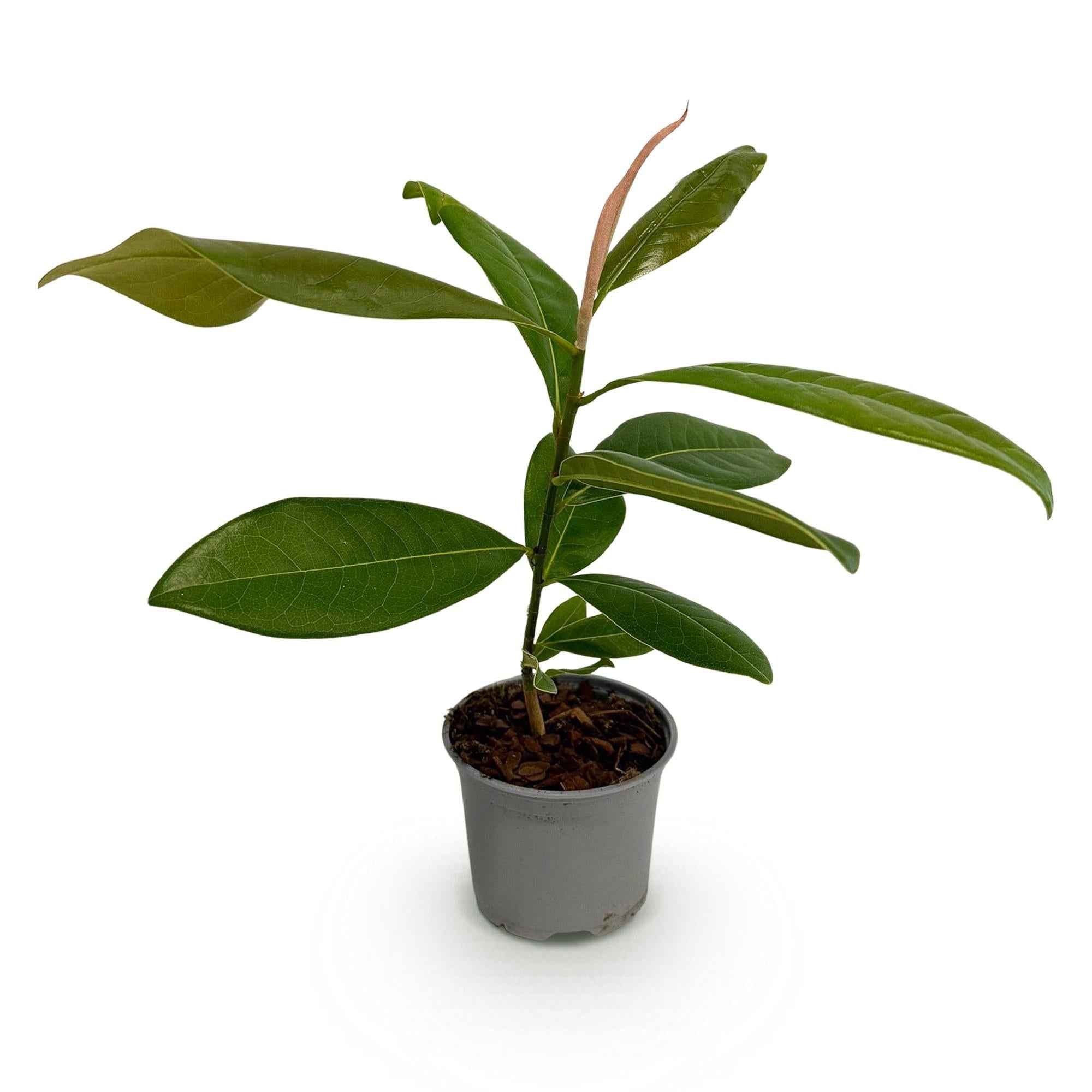 Image of Magnolia grandiflora – 12cm – Höhe ca. 30cm – Immergrüne Großblütige Magnolie mit duftenden weißen Sommerblüten-1