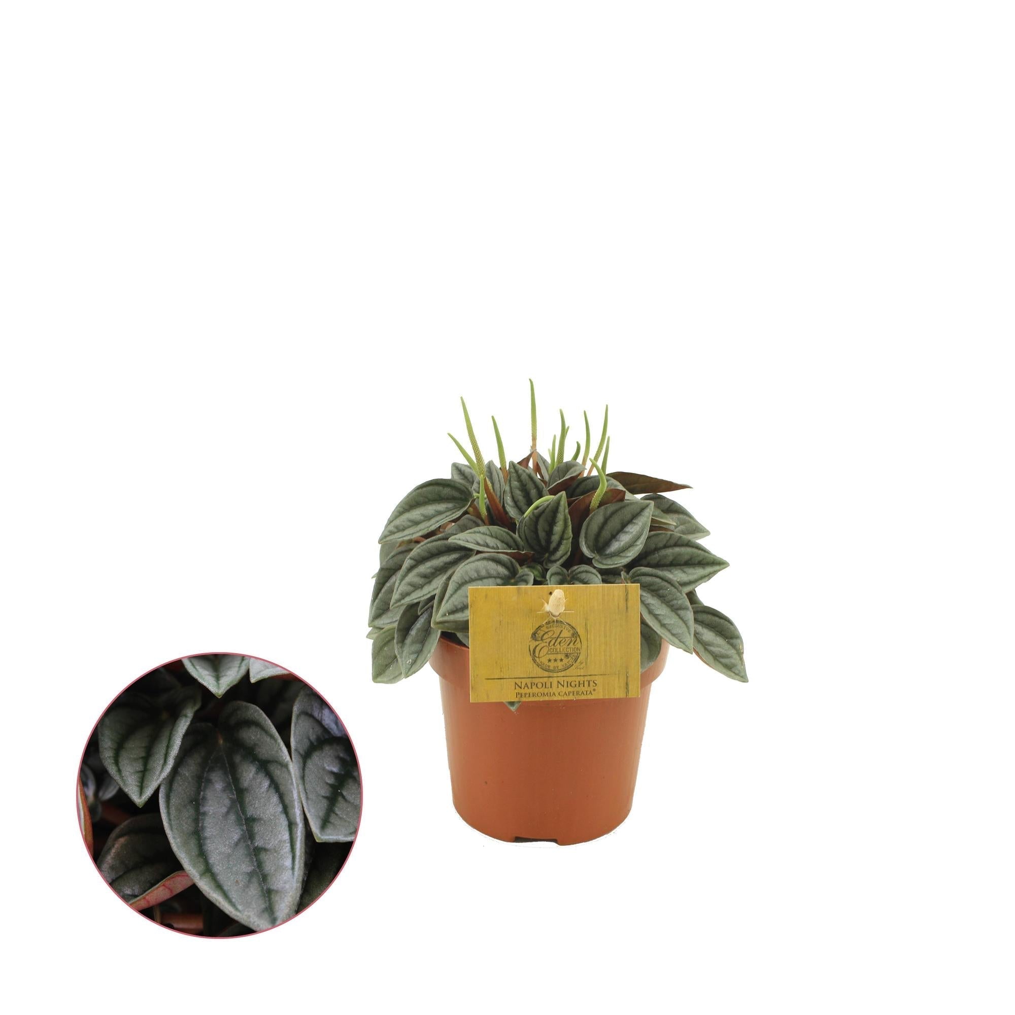 Image of Peperomia Napoli Nights – Zimmerpflanze – Ø10,5cm – ca. 15cm hoch – Pflegeleichte, luftreinigende Sukkulente – Für Wohnung & Büro-1