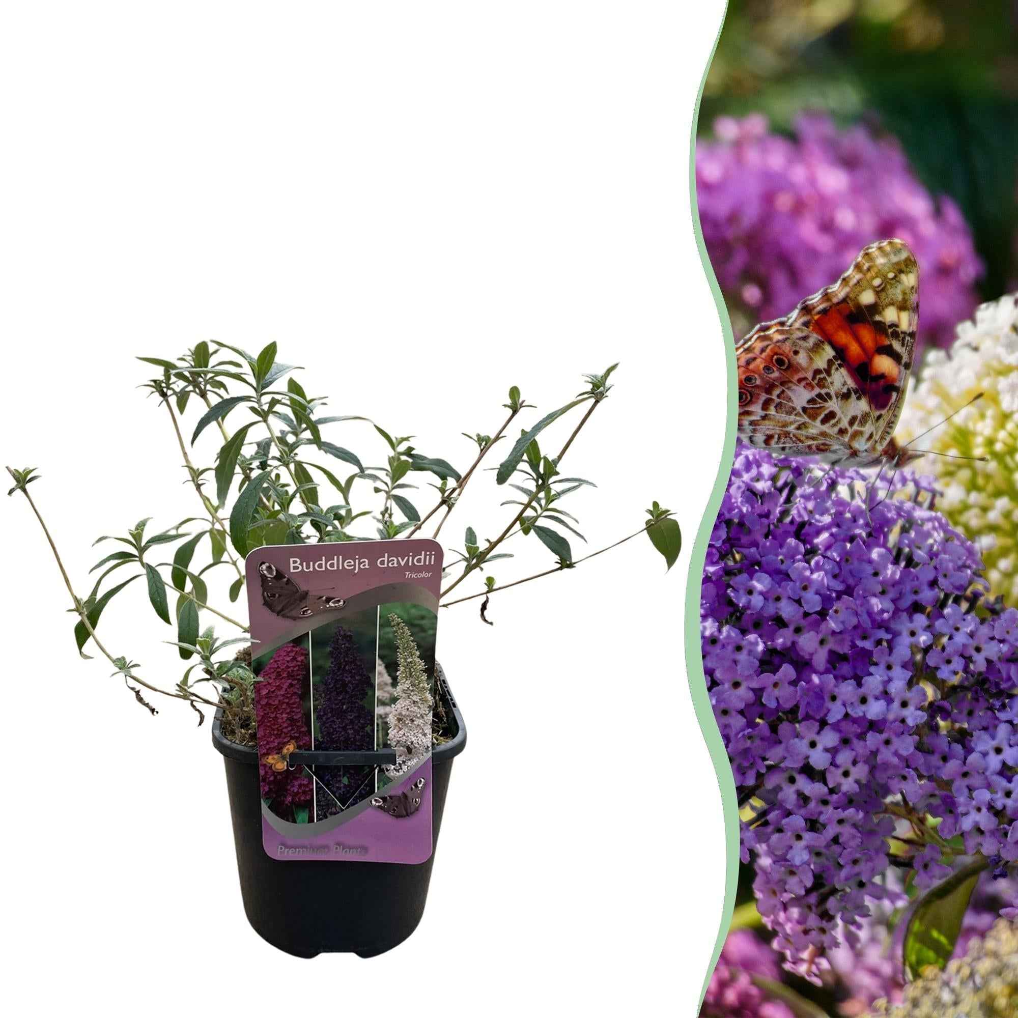 Image of Schmetterlingsstrauch Buddleja davidii Tricolour – Blüten Rosa, Weiß & Lila – Bienen – & Schmetterlingsfreundlich – 17cm x H30cm – pflegeleicht-1