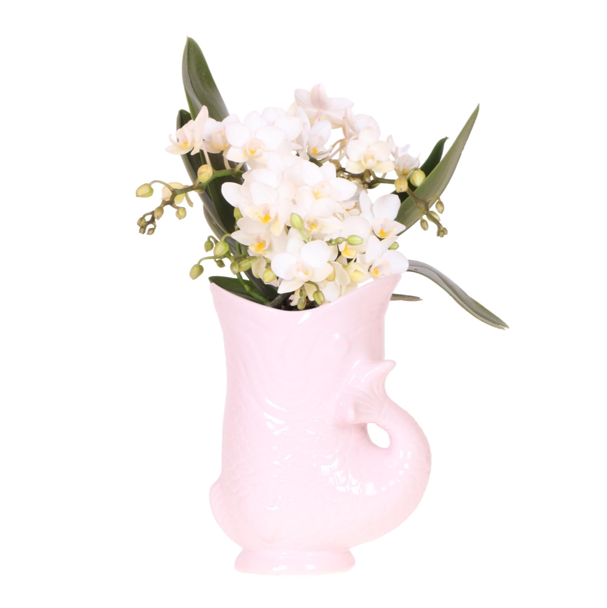 Image of Weiße Orchidee Nazaré – Ø9cm – Zimmerpflanze im sommerlichen Fischtopf Rosa – Elegante Blüten für Wohnzimmer & Esstisch-0