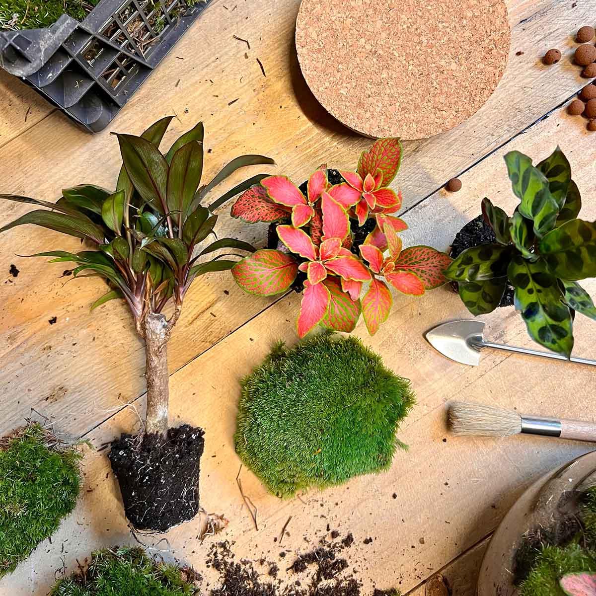 Image of Flaschengarten DIY Bausatz – Terrarium Milky Palme – Ø21cm x 30cm – Selbstbewässerndes Mini – Ökosystem – Inklusive Anleitung-1