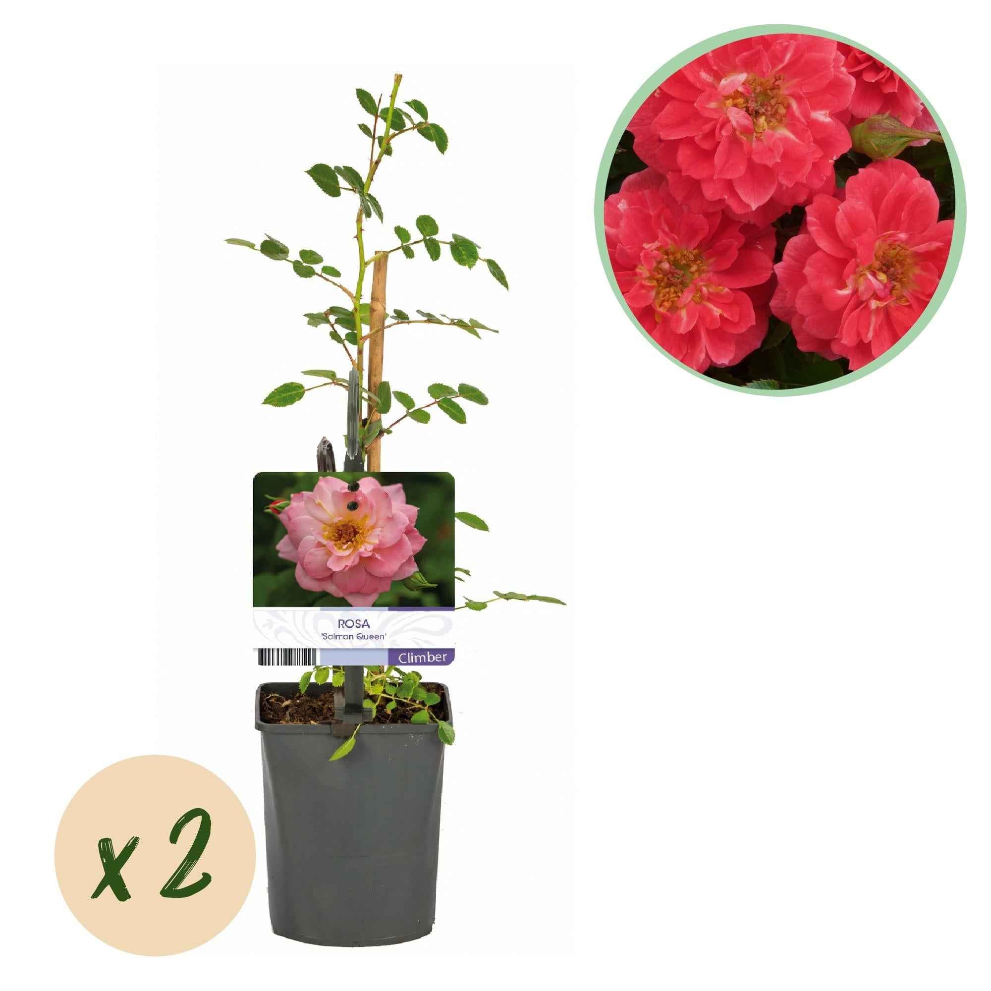 Image of Kletterrose – Rosa Salmon Queen – Lachsrosa Blüten – 2 Pflanzen – 11cm – Höhe 40cm – Duftend & pflegeleicht – Blüte Juni bis Oktober-0