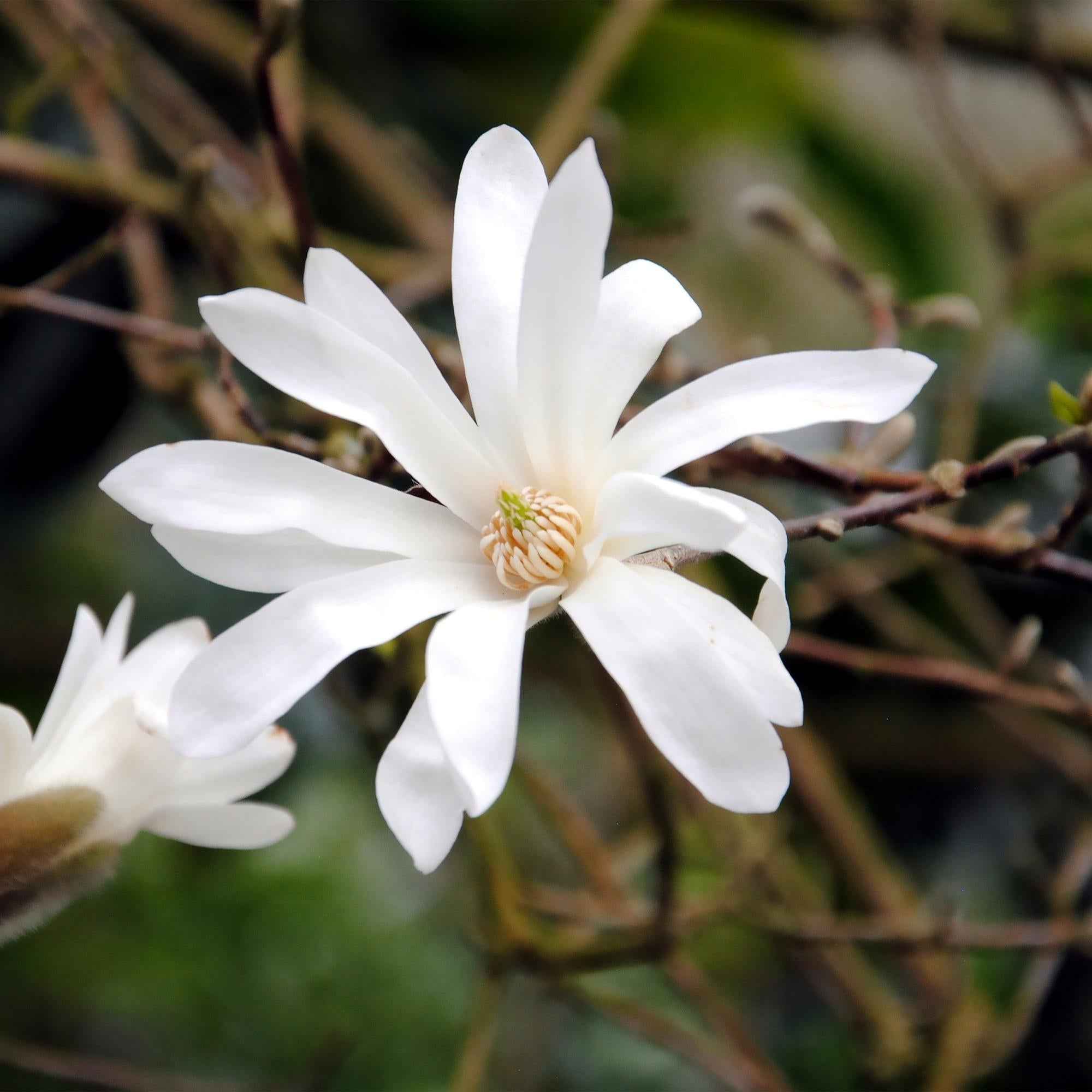 Image of Stern – Magnolie Magnolia Stellata – Strauch – Blüte Weiß – Laubabwerfend – Frühjahrsblüher – Pflegeleicht – 17cm Höhe 45cm – Für Garten & Terrass-4