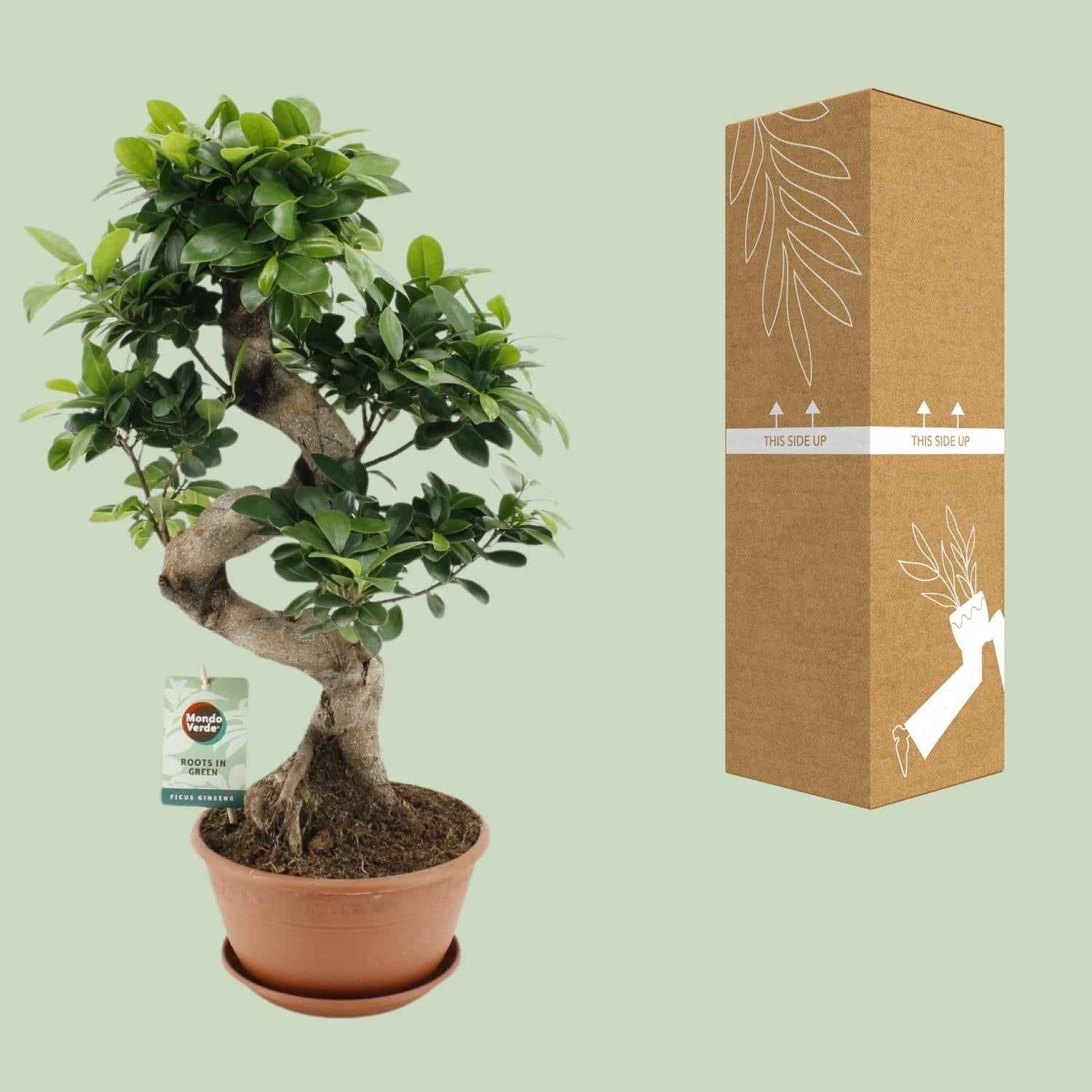 Image of Ficus Ginseng – Chinesische Feige – Zimmerpflanze – Ø22cm – ↕60cm – Pflegeleichter Bonsai – Ficus mit dekorativem Wurzelstamm – Für Wohnzimmer & Büro-2
