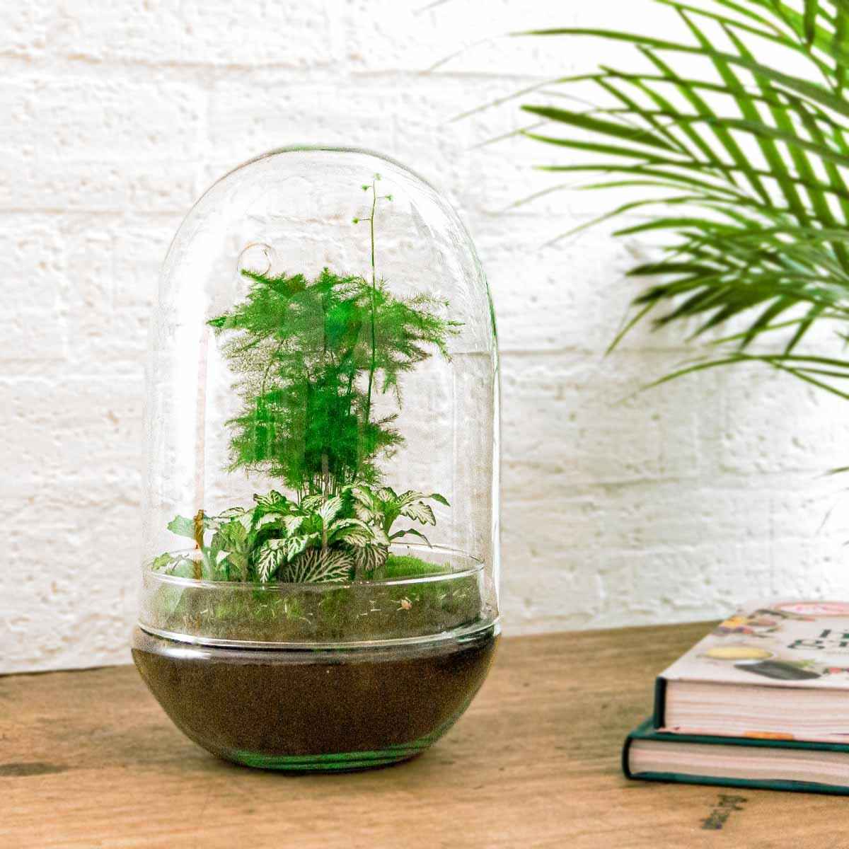 Image of Flaschengarten Egg XL – DIY Bausatz Terrarium – ↕30cm – Do – It – Yourself Pflanzen – Set im Glas mit Korkdeckel – Autarkes Mini – Ökosystem-2