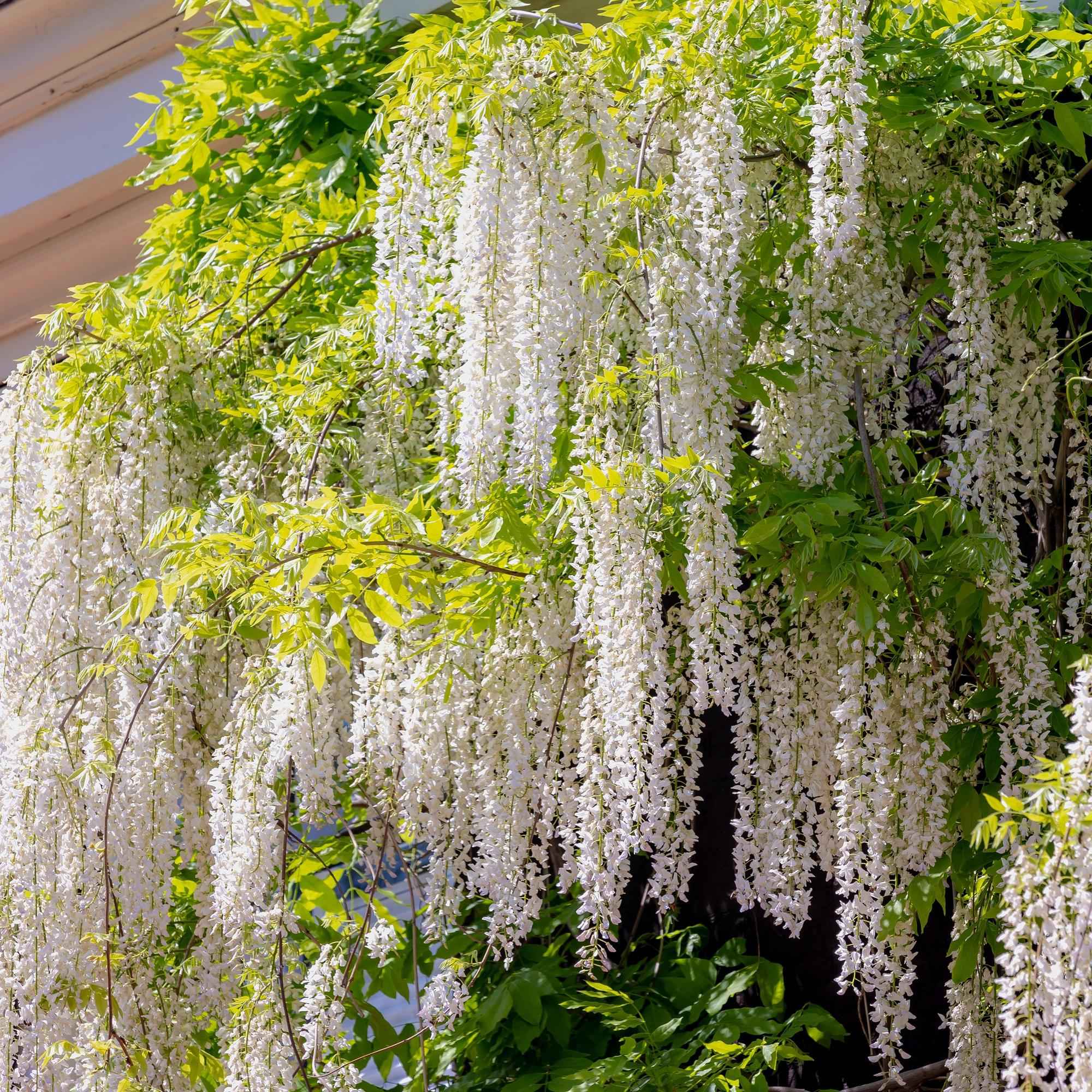 Image of Blauregen Wisteria floribunda Alba – Weiße Blüten – 11cm x H40cm – Duftende Kletterpflanze – Für Pergolen, Zäune & Wände