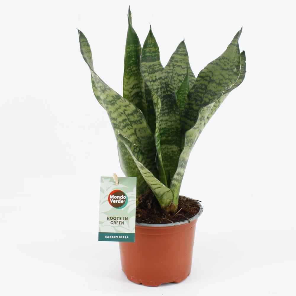 Image of Sansevieria Black Coral – Bogenhanf – Zimmerpflanze 35cm hoch – Ø12cm – Luftreinigend & Pflegeleicht – Dunkelgrünes, elegantes Blattmuster-0