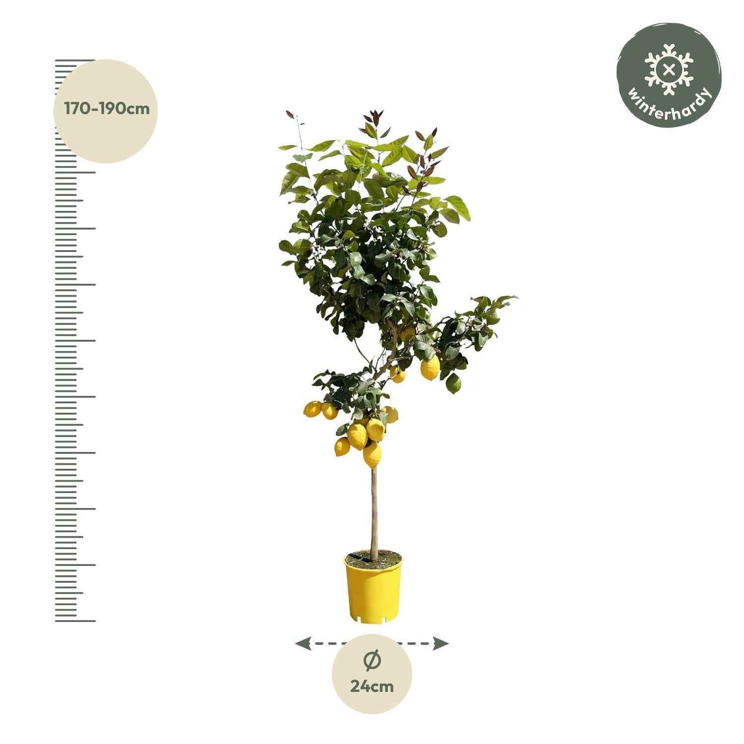 Image of Zitronenbaum – Citrus limon – ca. 150cm hoch – Ø24cm – duftende Blüten & essbare Zitronen – immergrüne Zimmer – & Terrassenpflanze