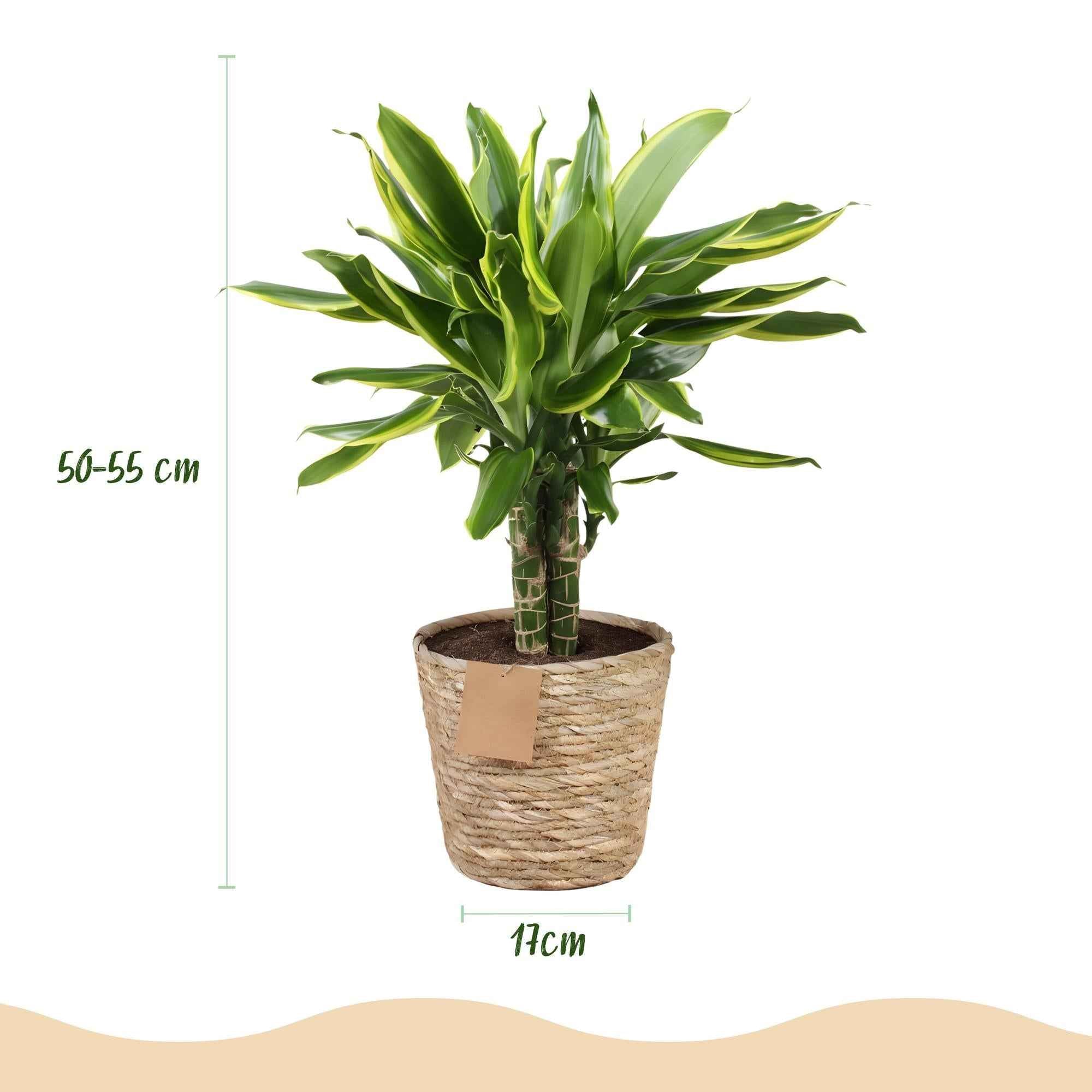 Image of Dracaena fragrans Golden Coast – 50-55cm – 17cm inkl. Naturkorb – Pflegeleichter Drachenbaum mit goldgrünem Blattwerk-2