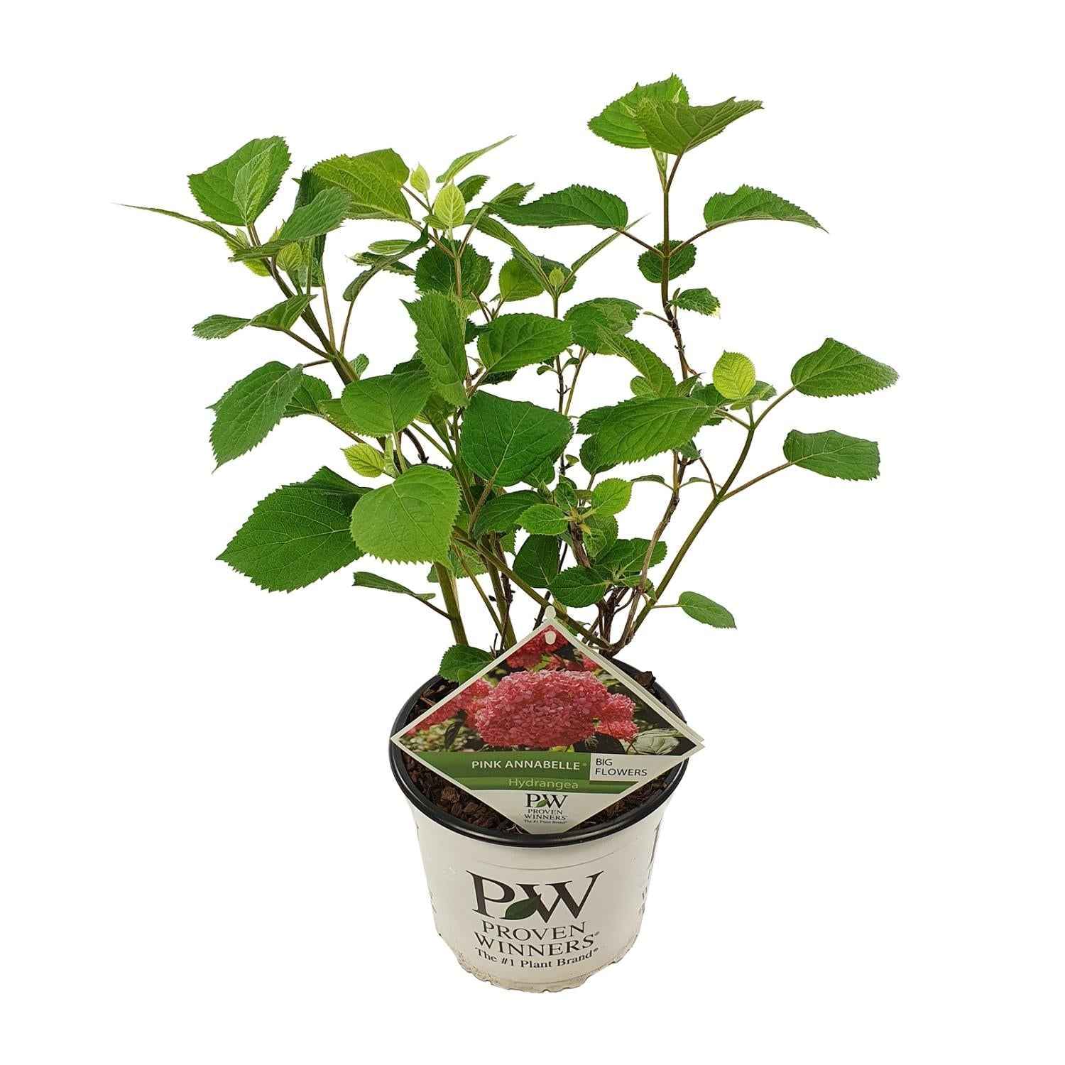 Image of Ballhortensie 'Pink Annabelle' – Hydrangea arborescens – Zimmerpflanze – Ø19cm – ↕30cm – Rosa Blütenpracht für Innenräume-0