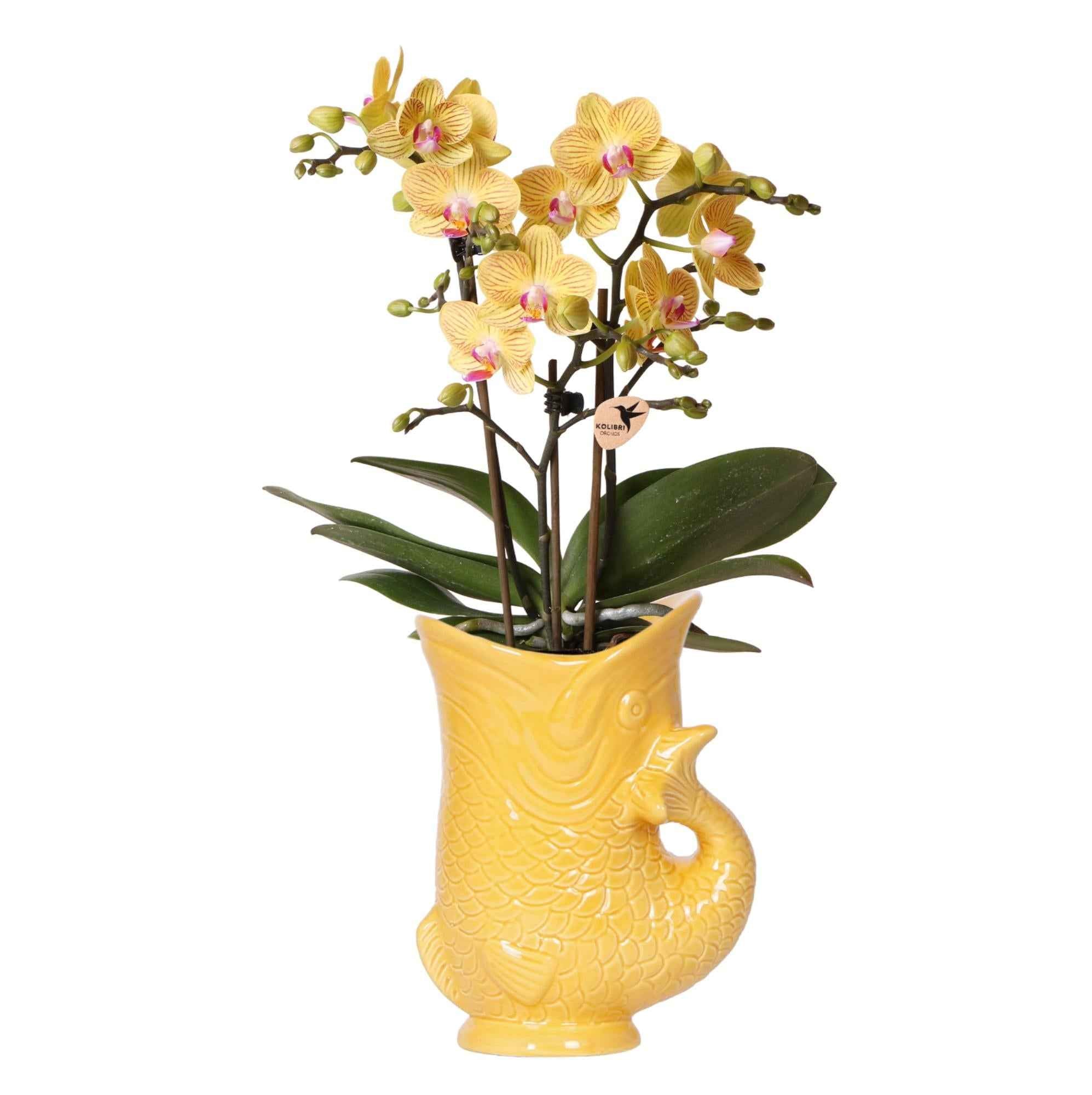 Image of Gelbe Orchidee Lima + Zierübertopf Fisch – Topf Ø9cm – Blühende Zimmerpflanze – Frisch vom Züchter-0