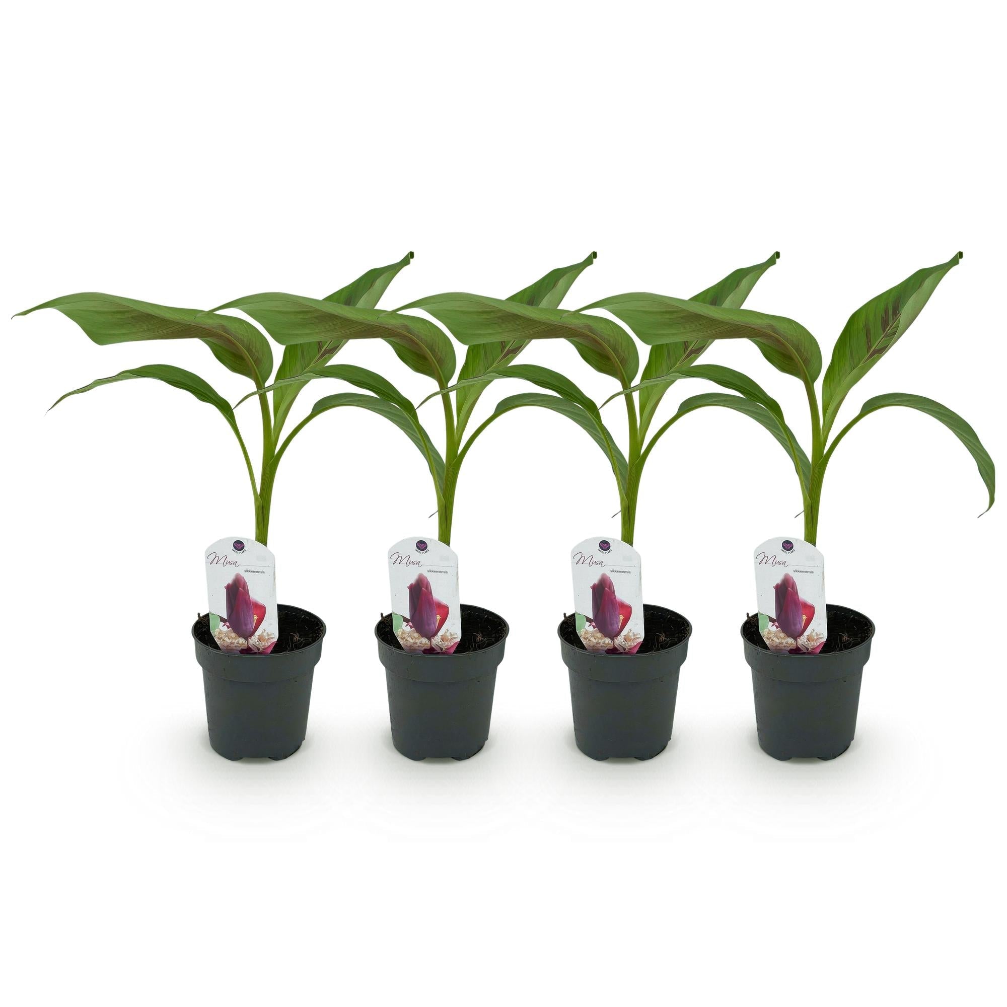 Image of Bananenpflanze Musa sikkimensis Red Tiger – 2 Pflanzen – Tropische Gartenbanane – Ø12cm, Höhe ca. 30cm-5