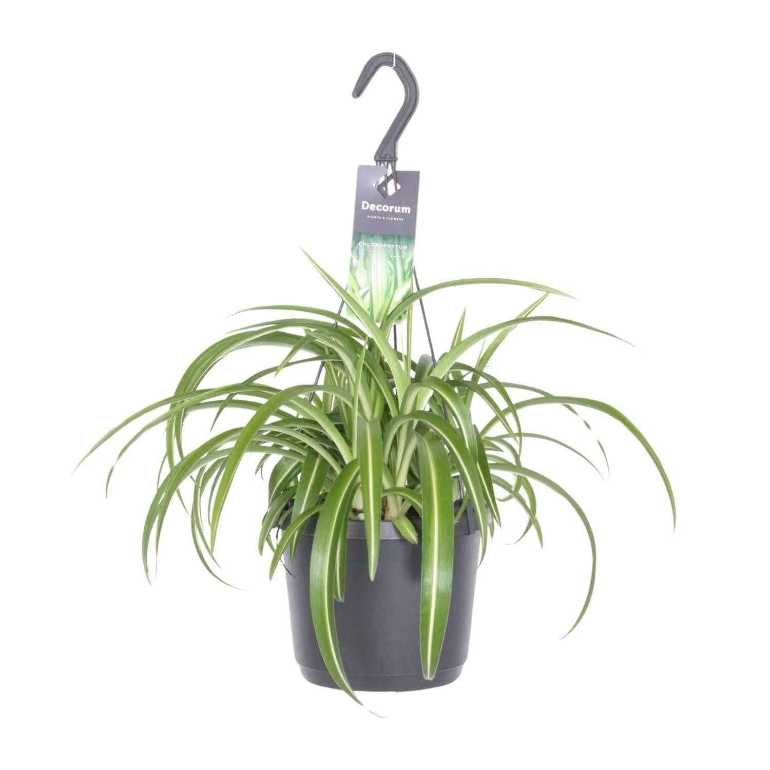 Image of Chlorophytum Comosum 'Bonnie' Grünlilie – Ø17cm Höhe ca. 35cm – Pflegeleichte Zimmerpflanze mit geschwungenen Blättern
