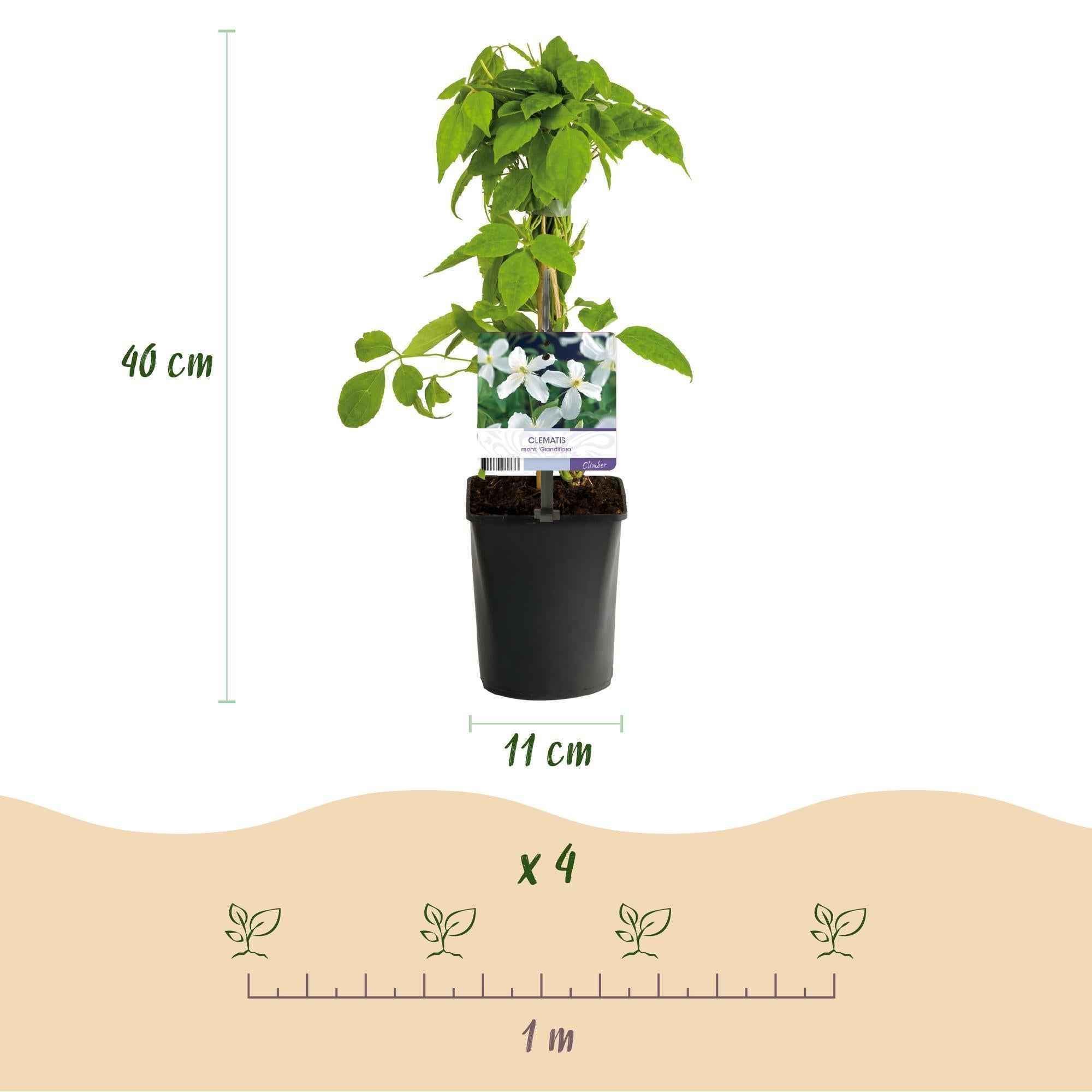 Image of Clematis montana Grandiflora – 2 Pflanzen 11cm – ca. 40cm hoch – Schnellwachsende Kletterpflanze mit großen weißen Blüten – pflegeleicht-3